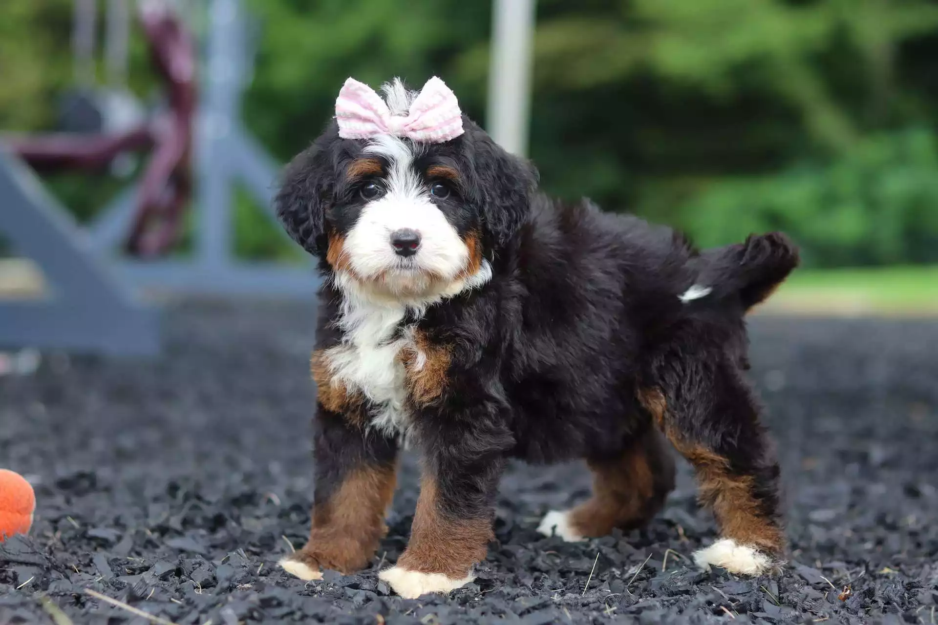 Puppy for Sale
