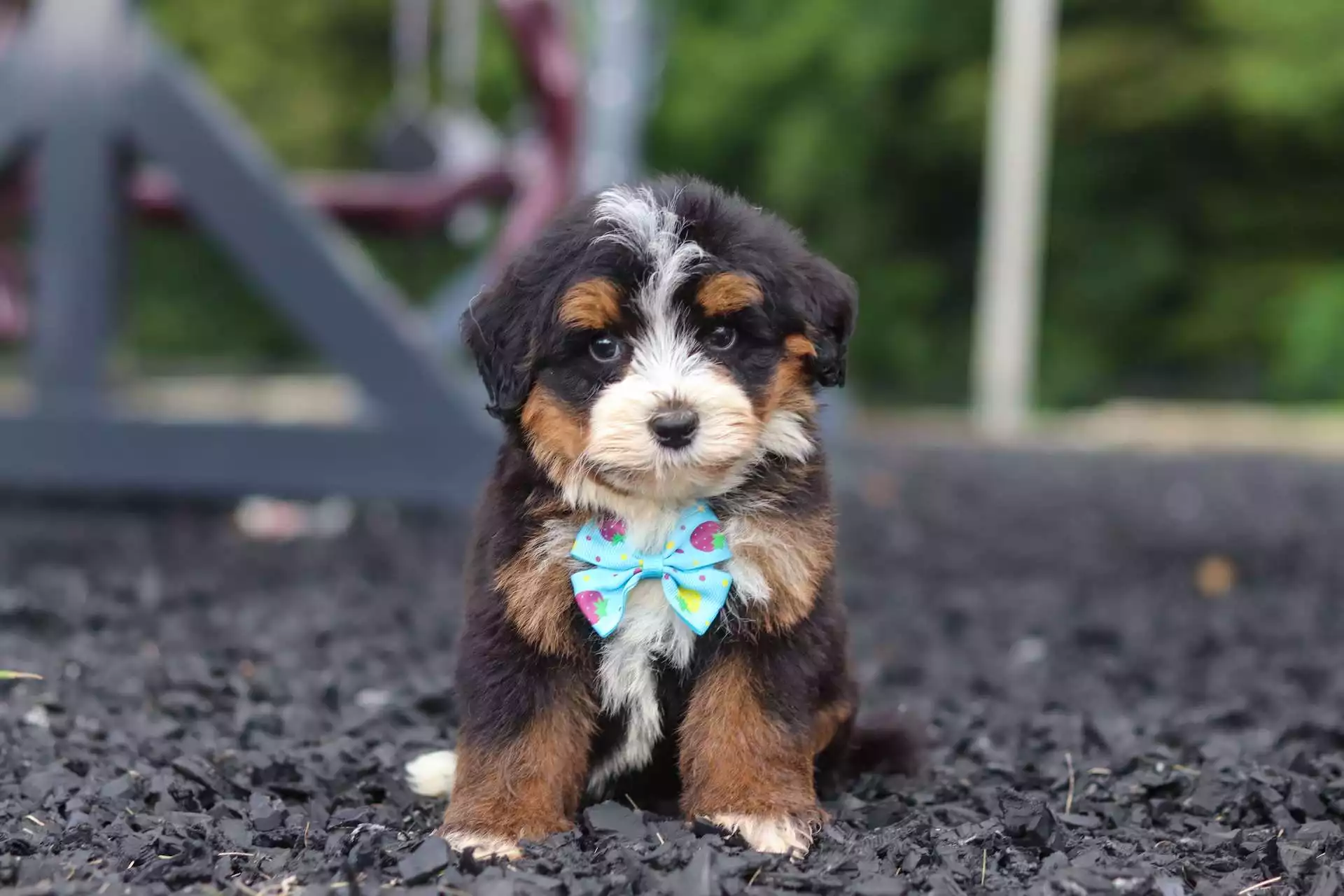 Puppy Image