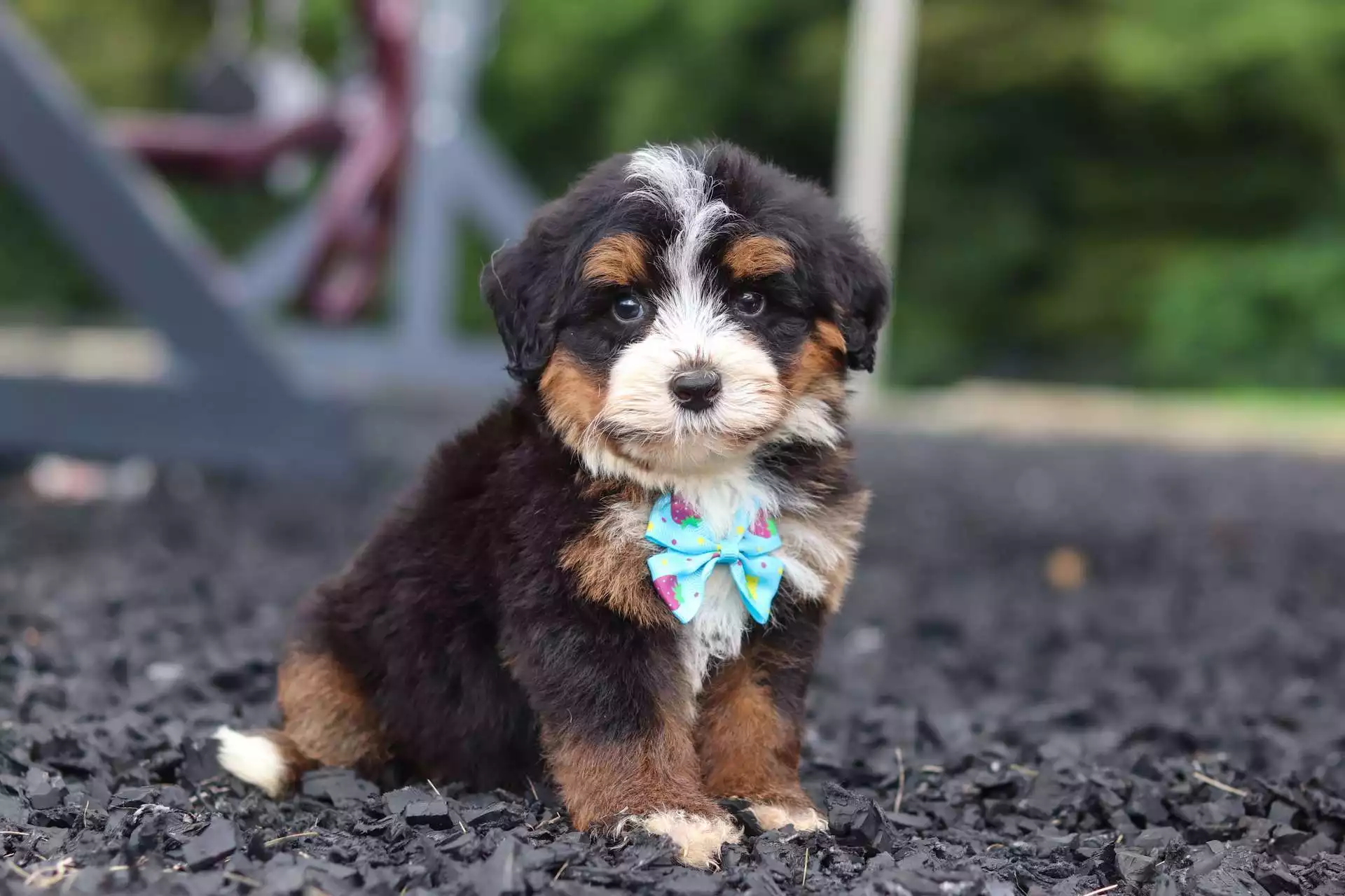 Puppy Image