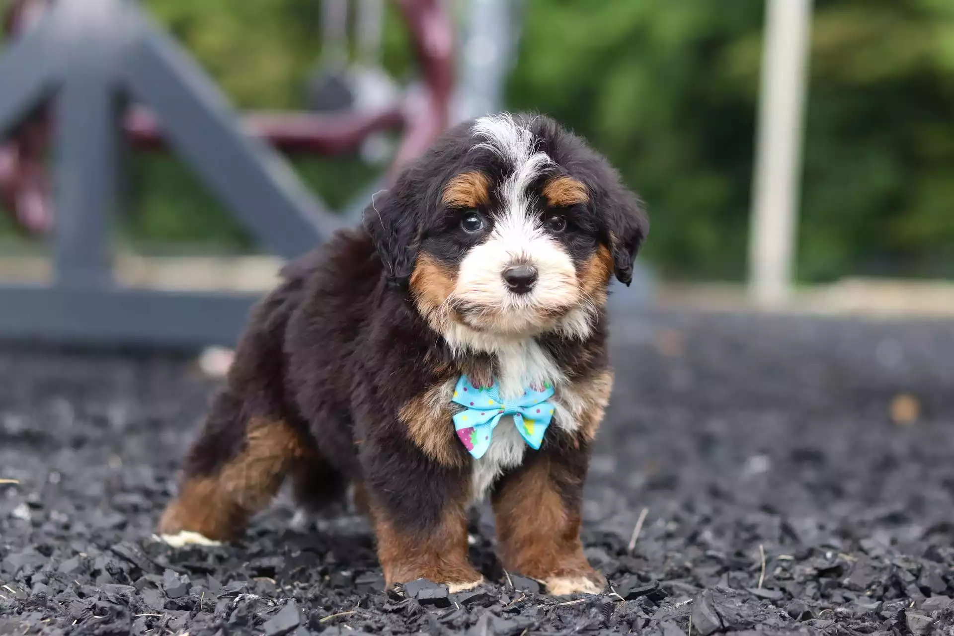 Puppy for Sale