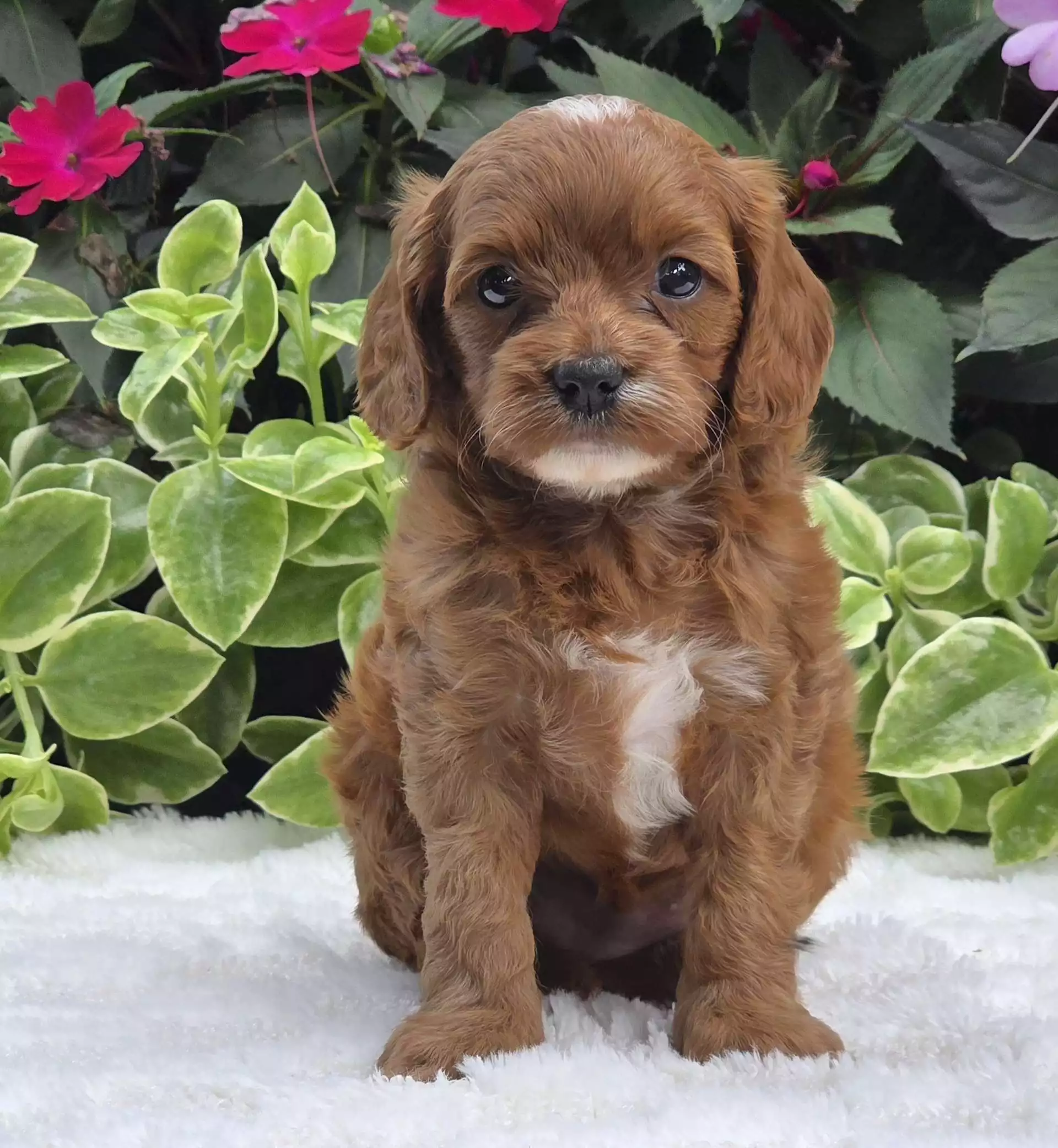 Puppy Image