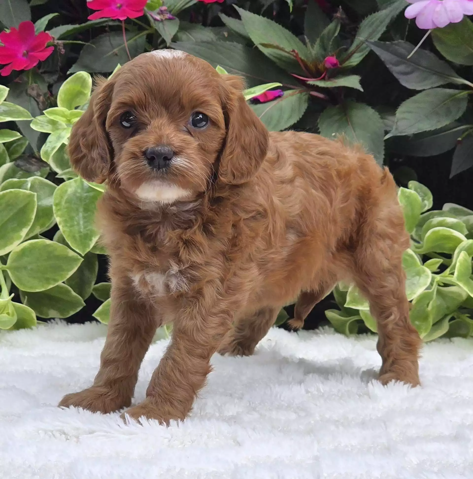 Puppy Image