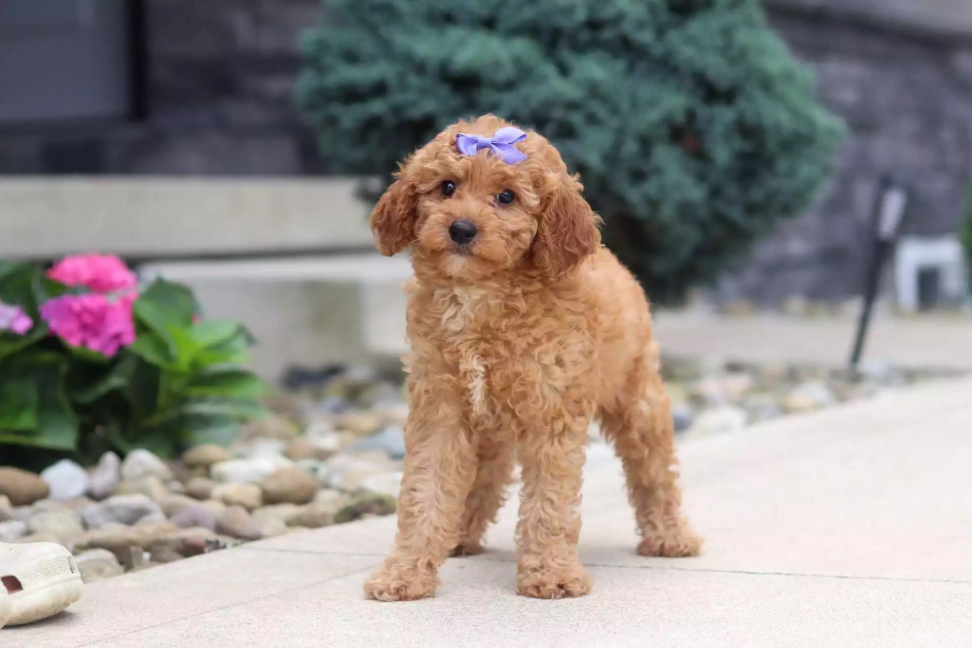 Puppy Image
