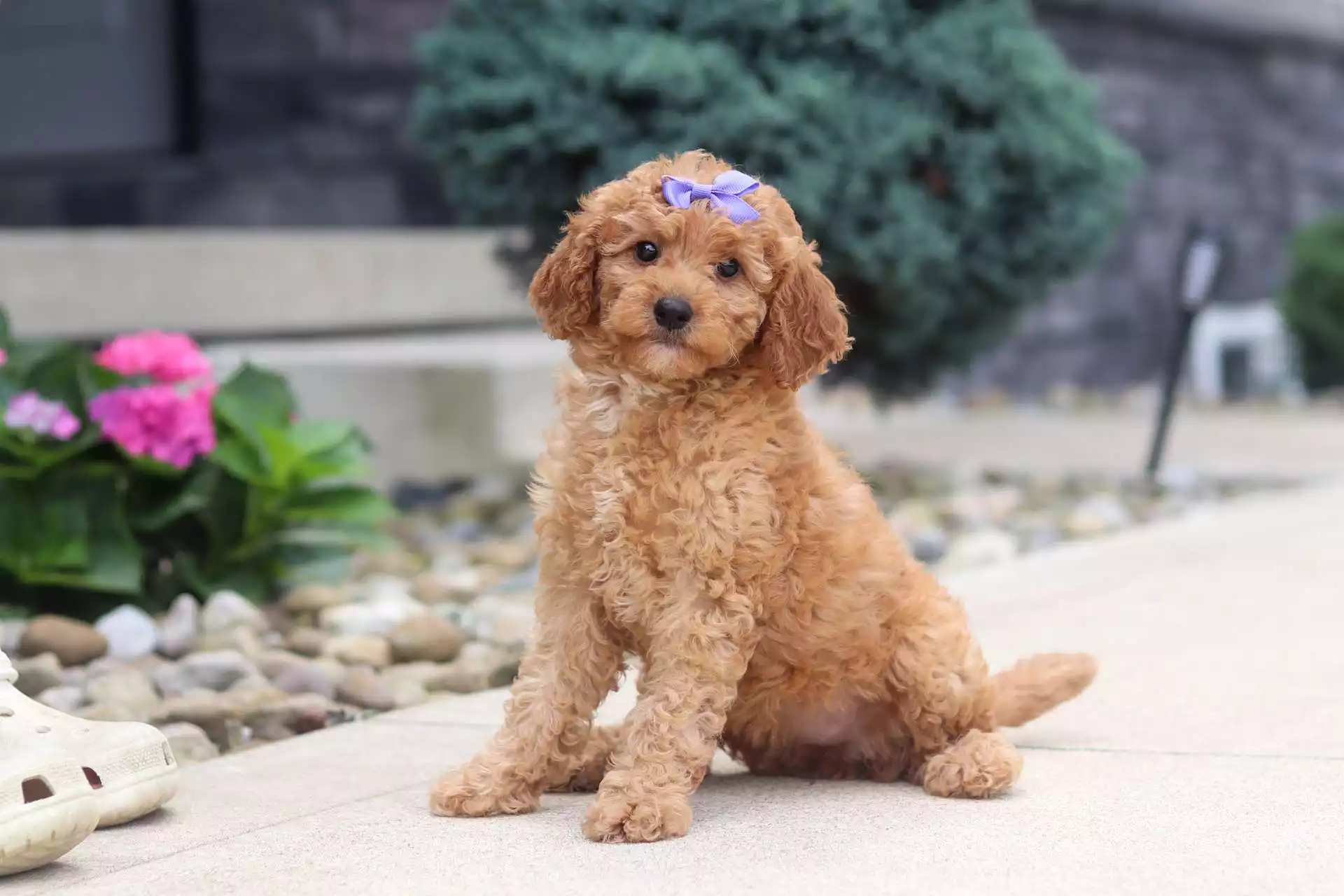 Puppy Image
