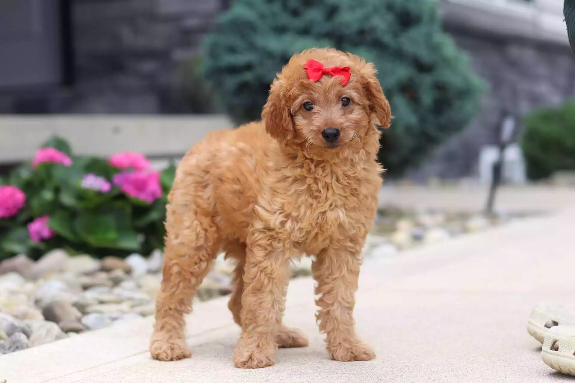 Puppy Image