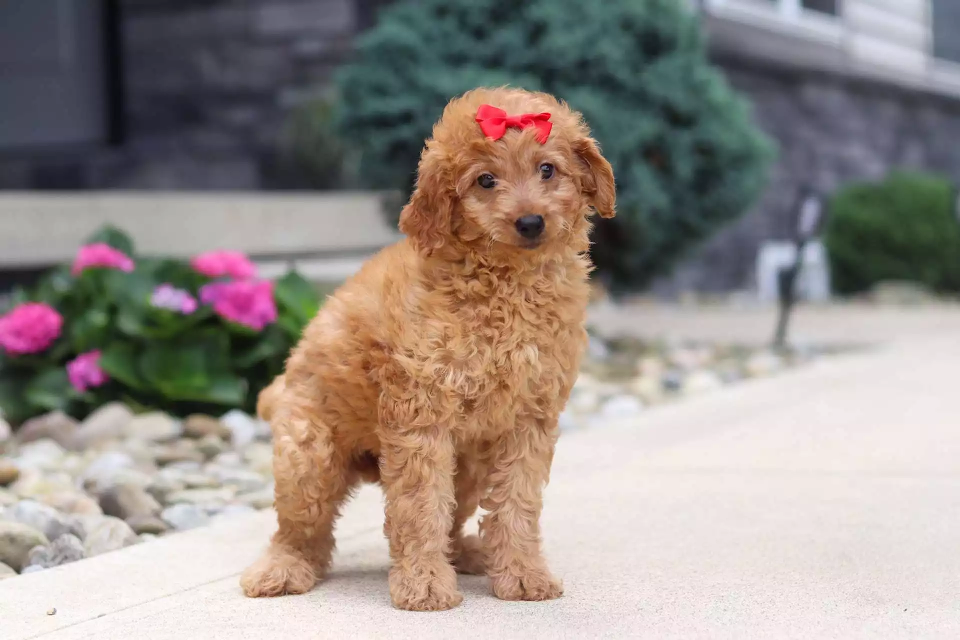 Puppy Image