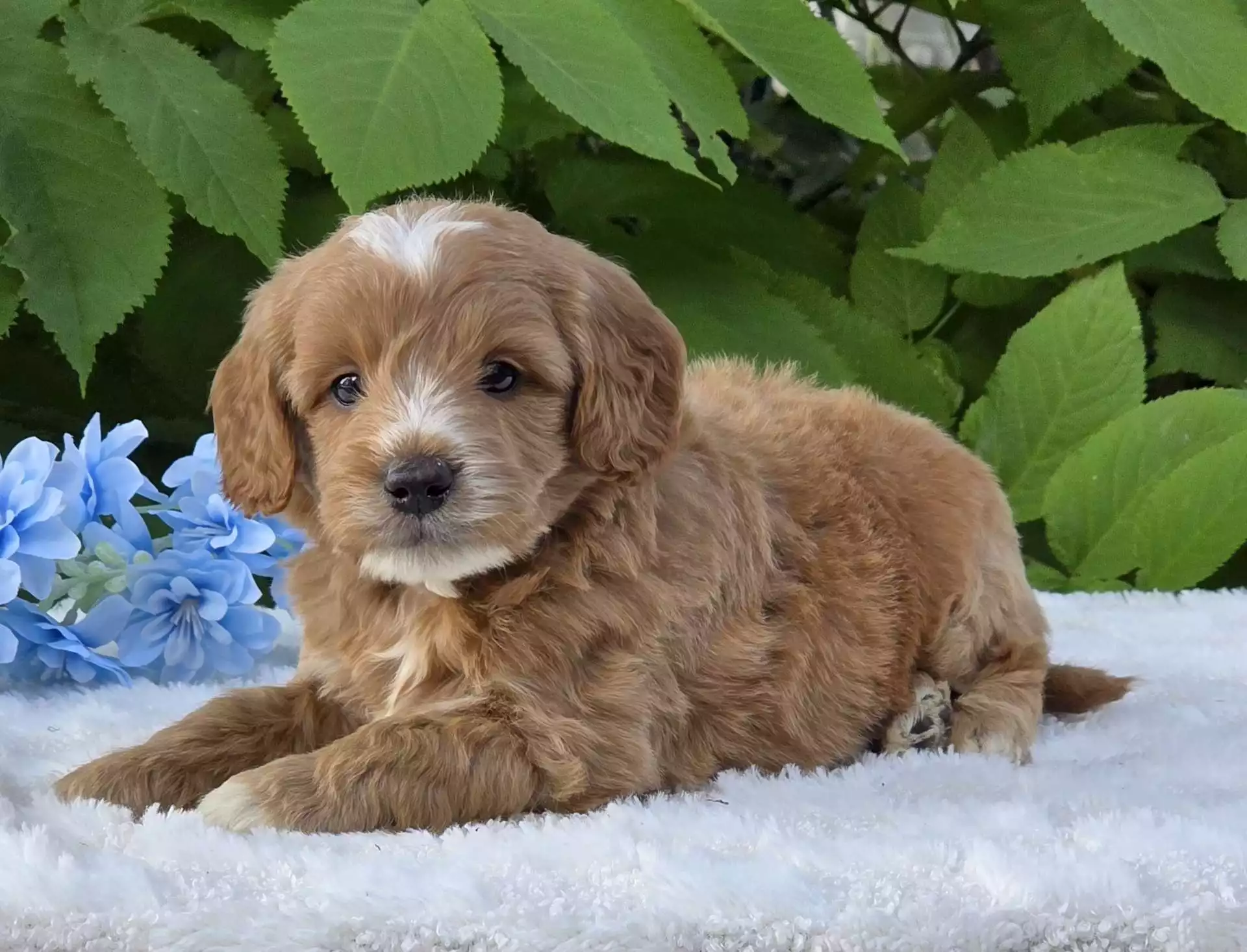 Puppy Image