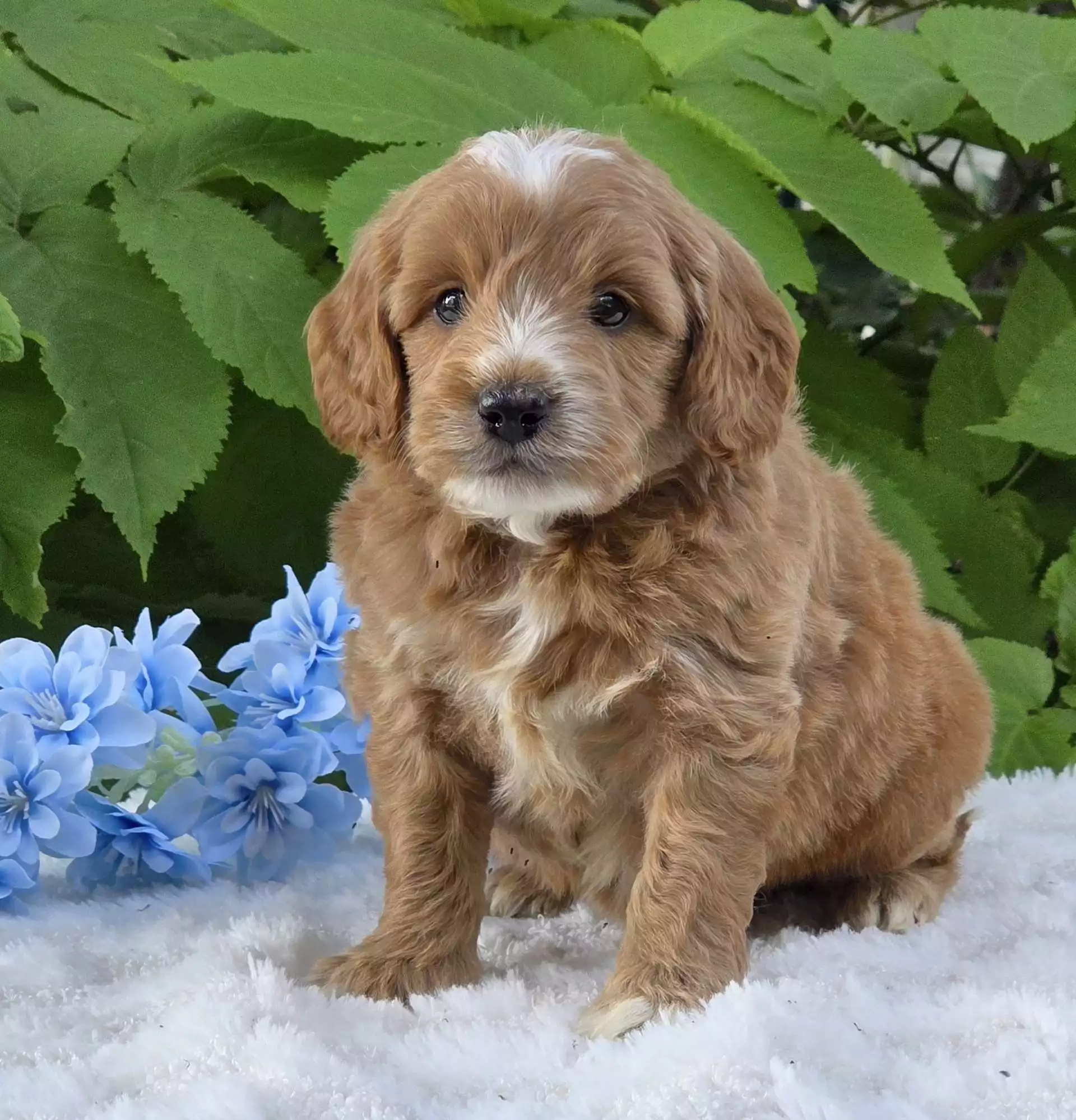 Puppy Image