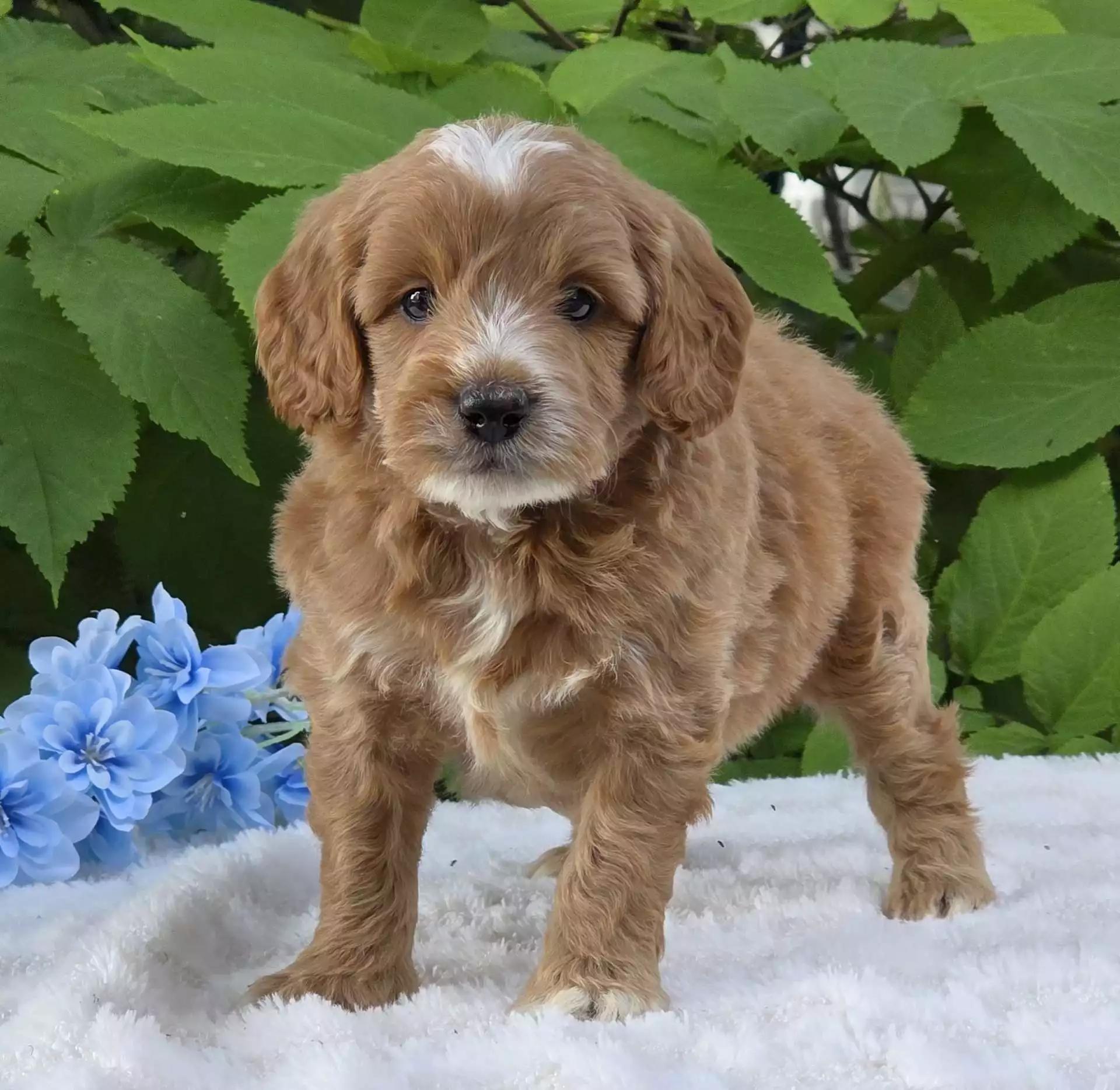Puppy Image