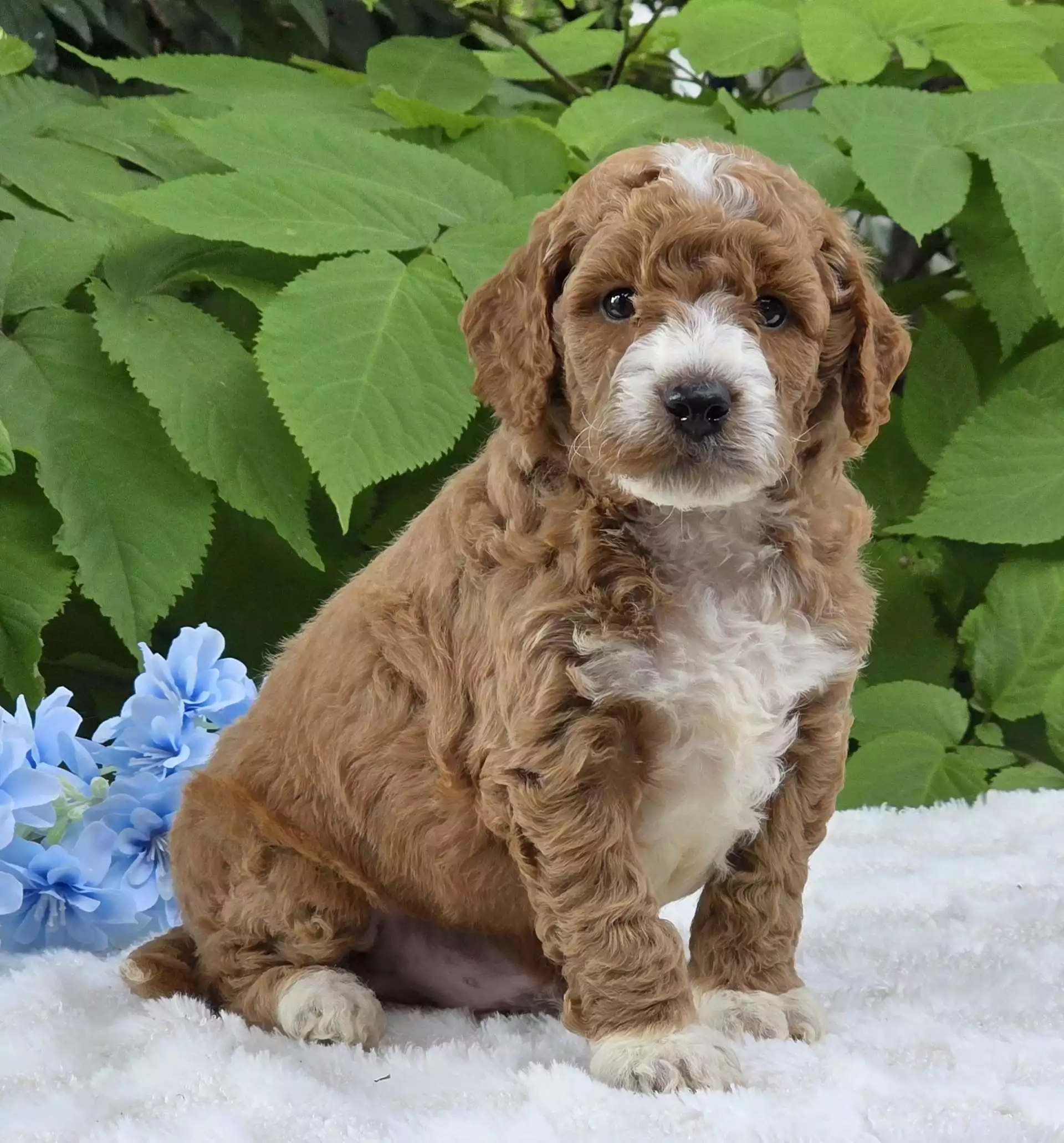 Puppy Image