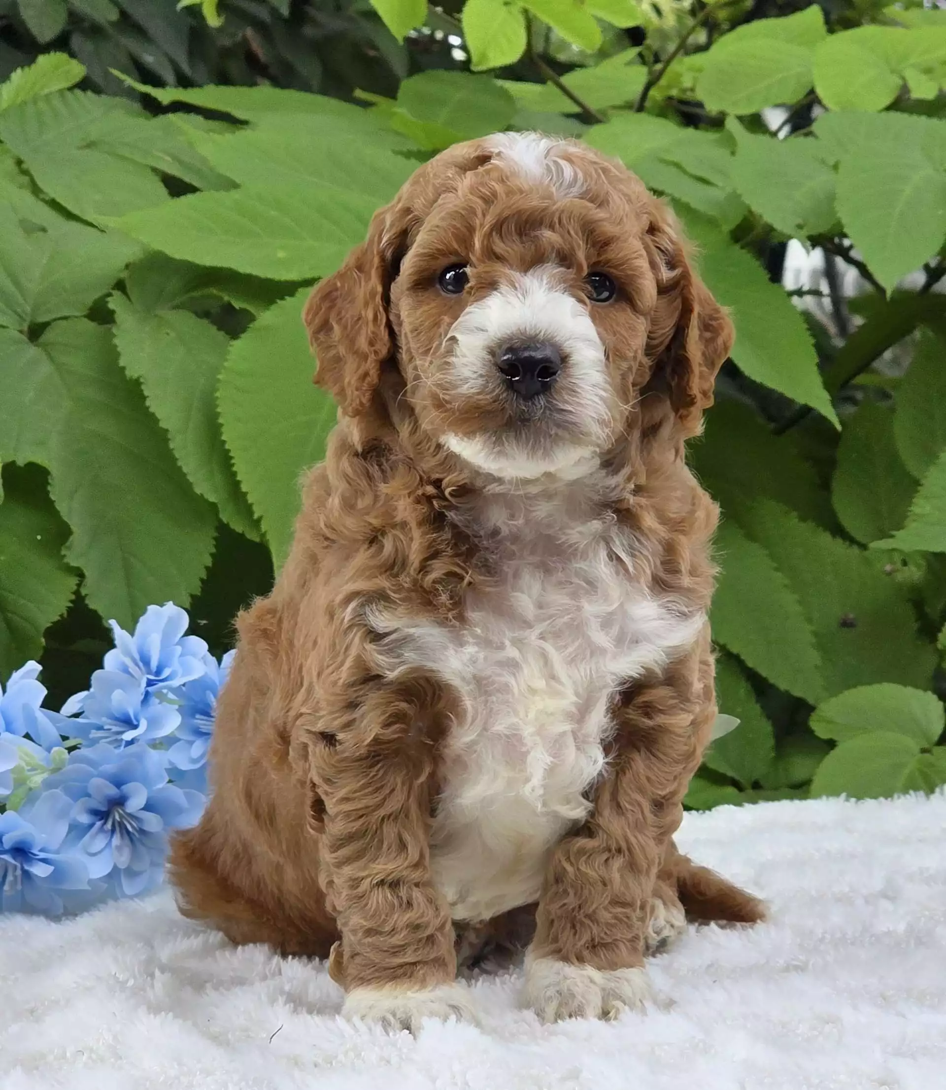 Puppy for Sale