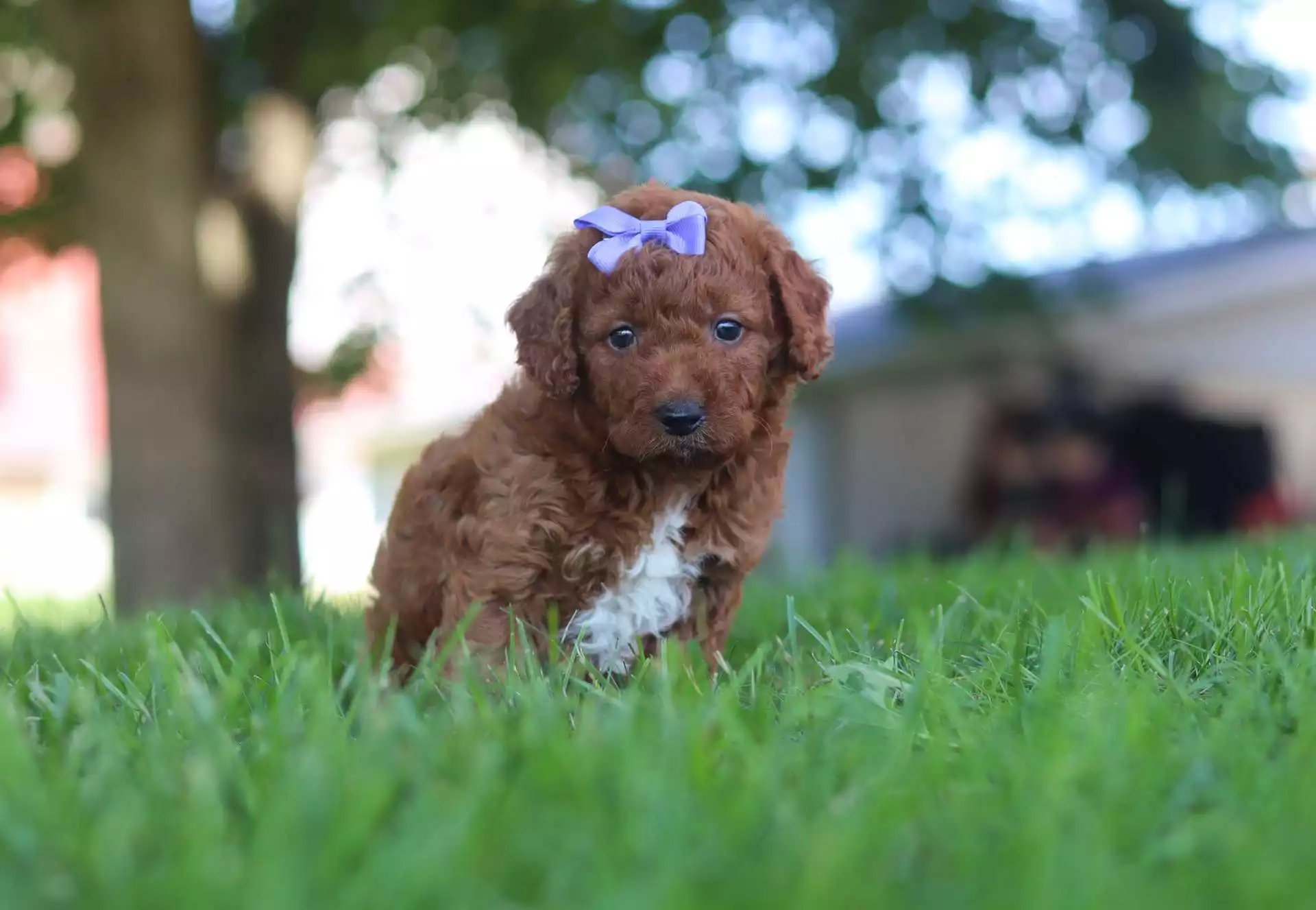 Puppy Image