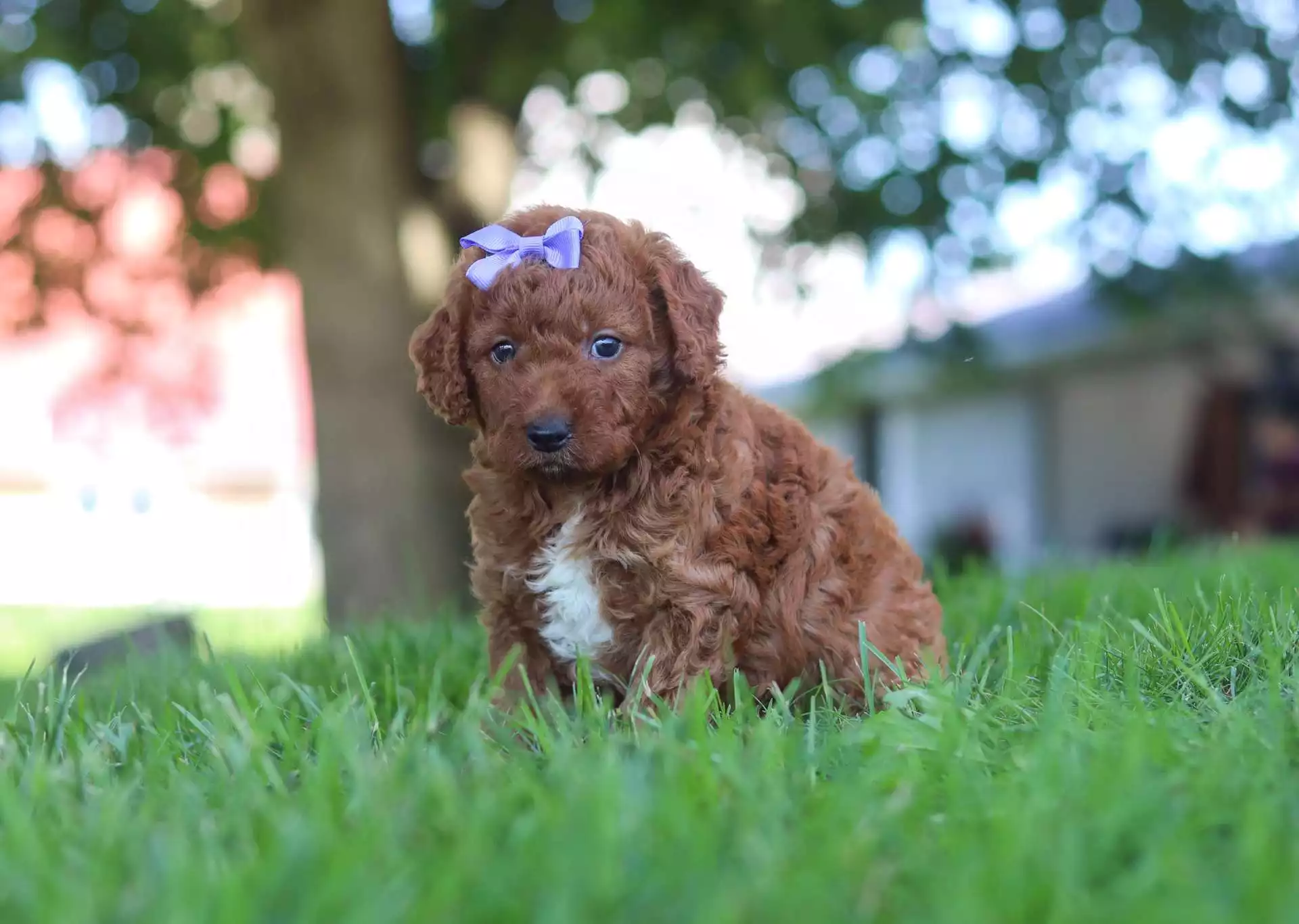 Puppy for Sale