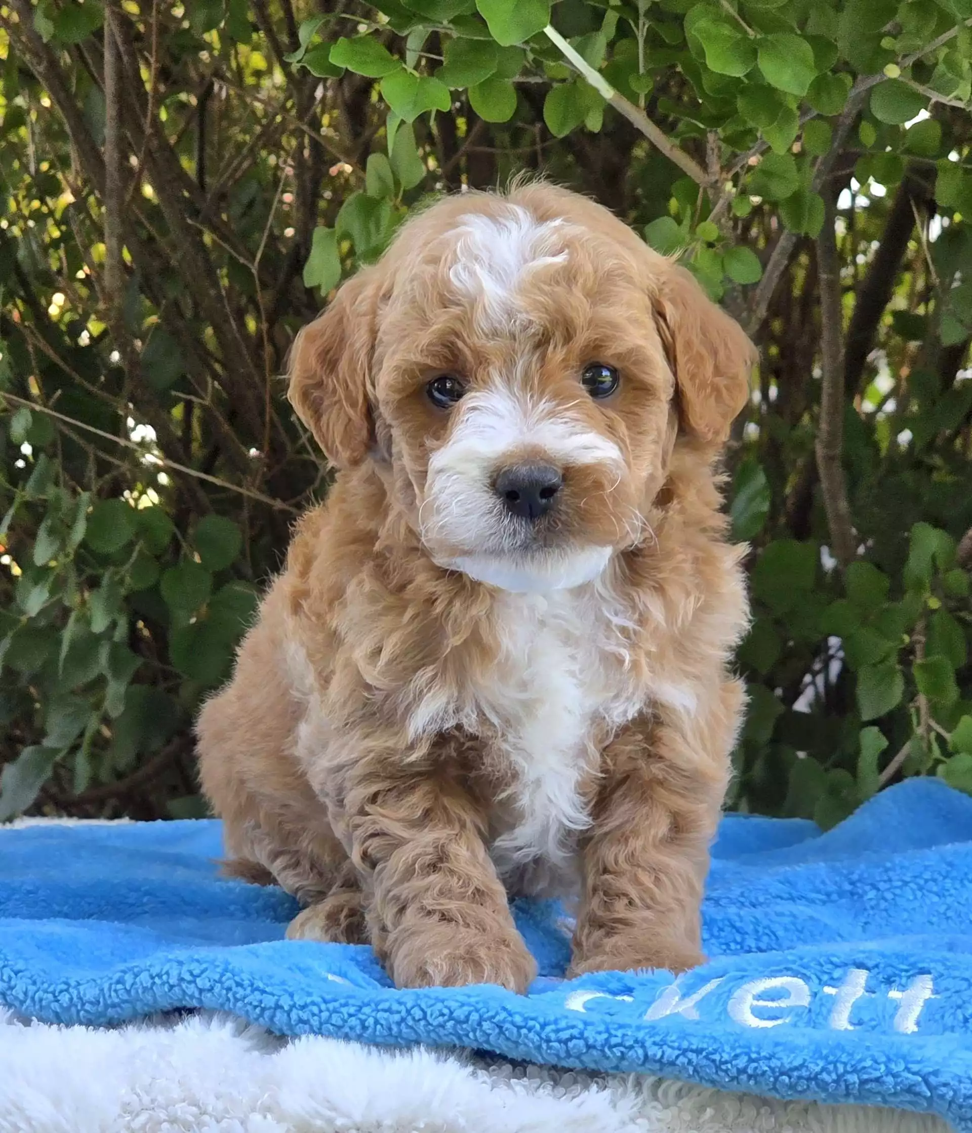 Puppy for Sale