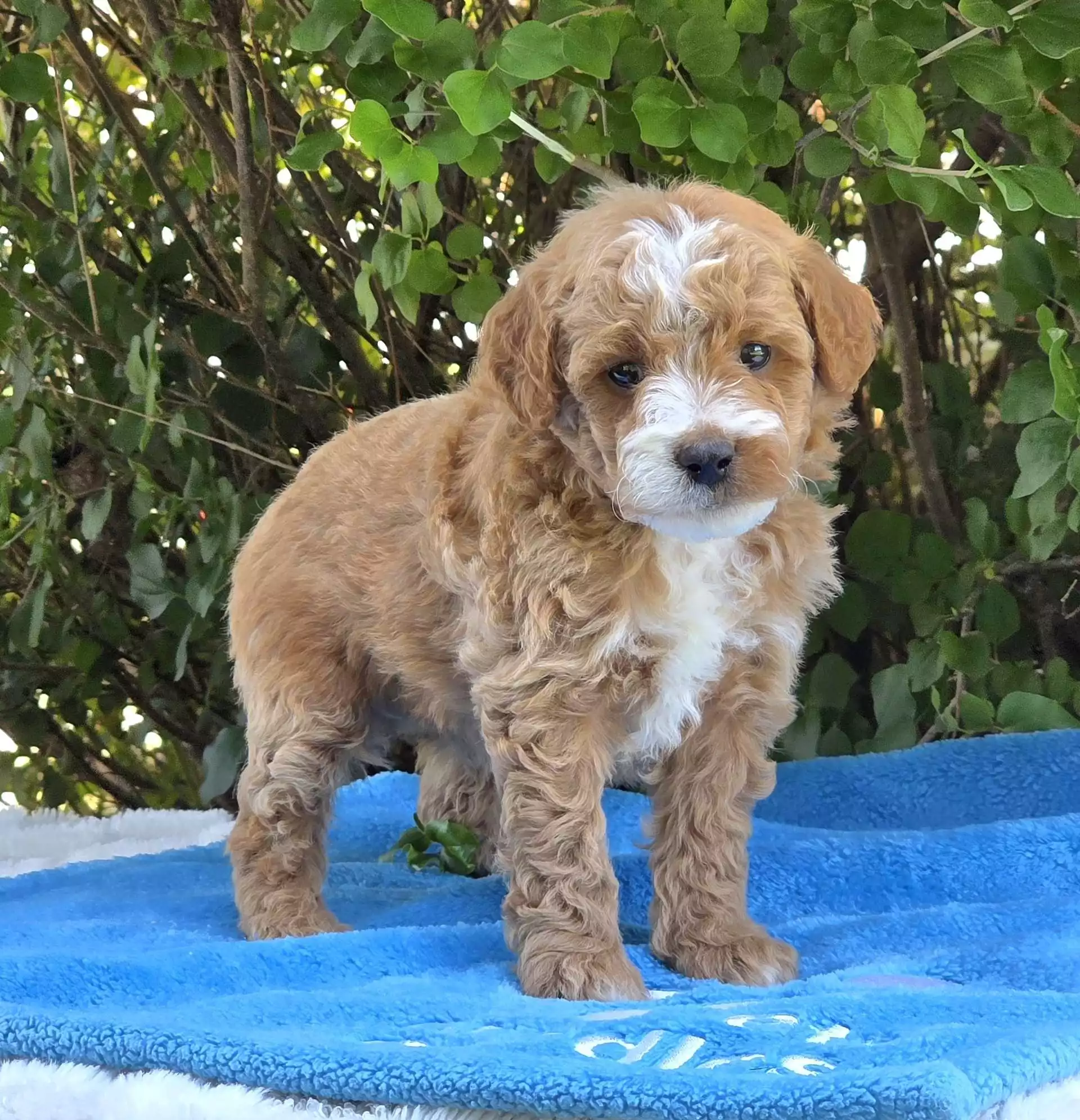 Puppy Image
