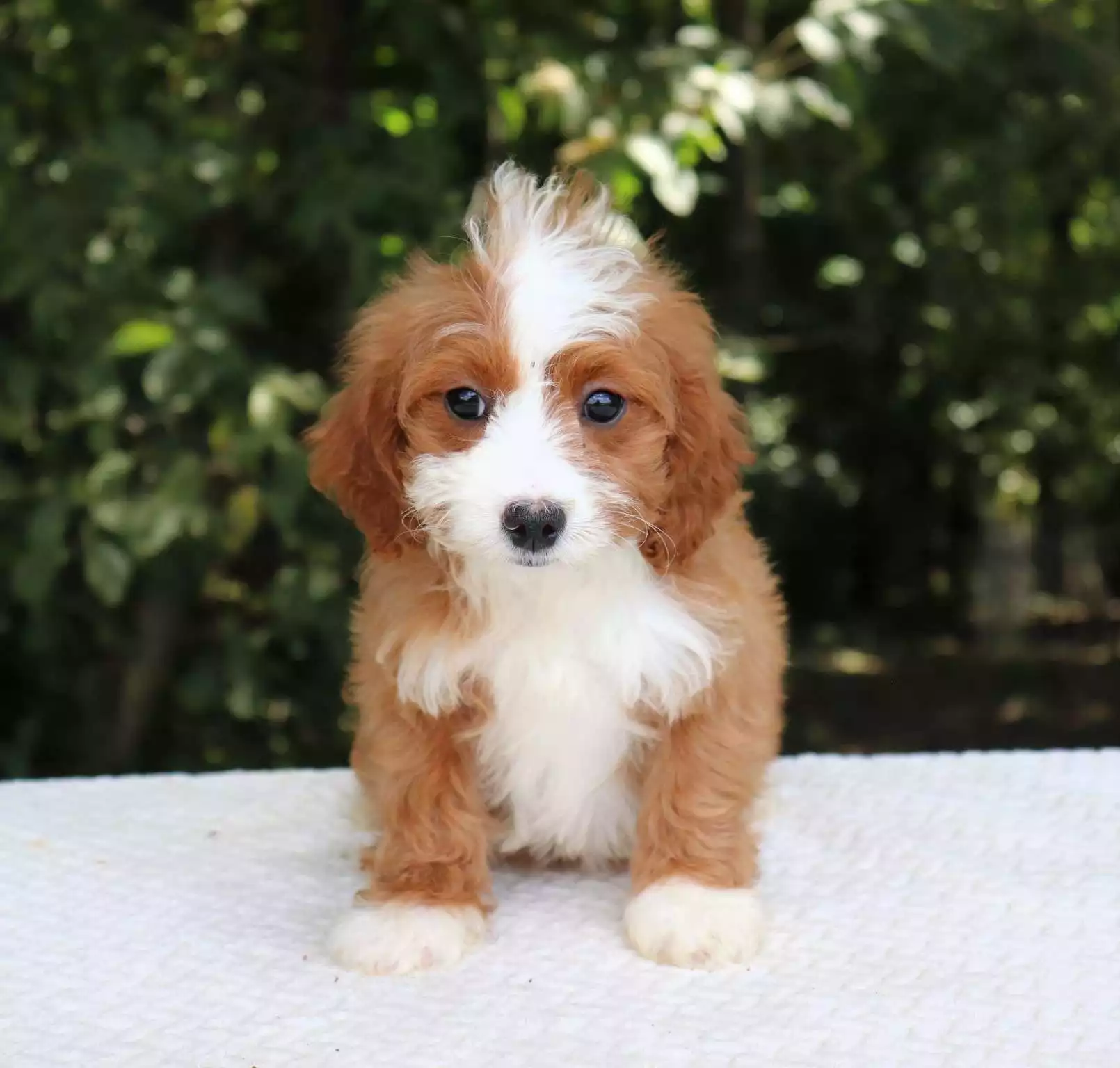 Puppy for Sale