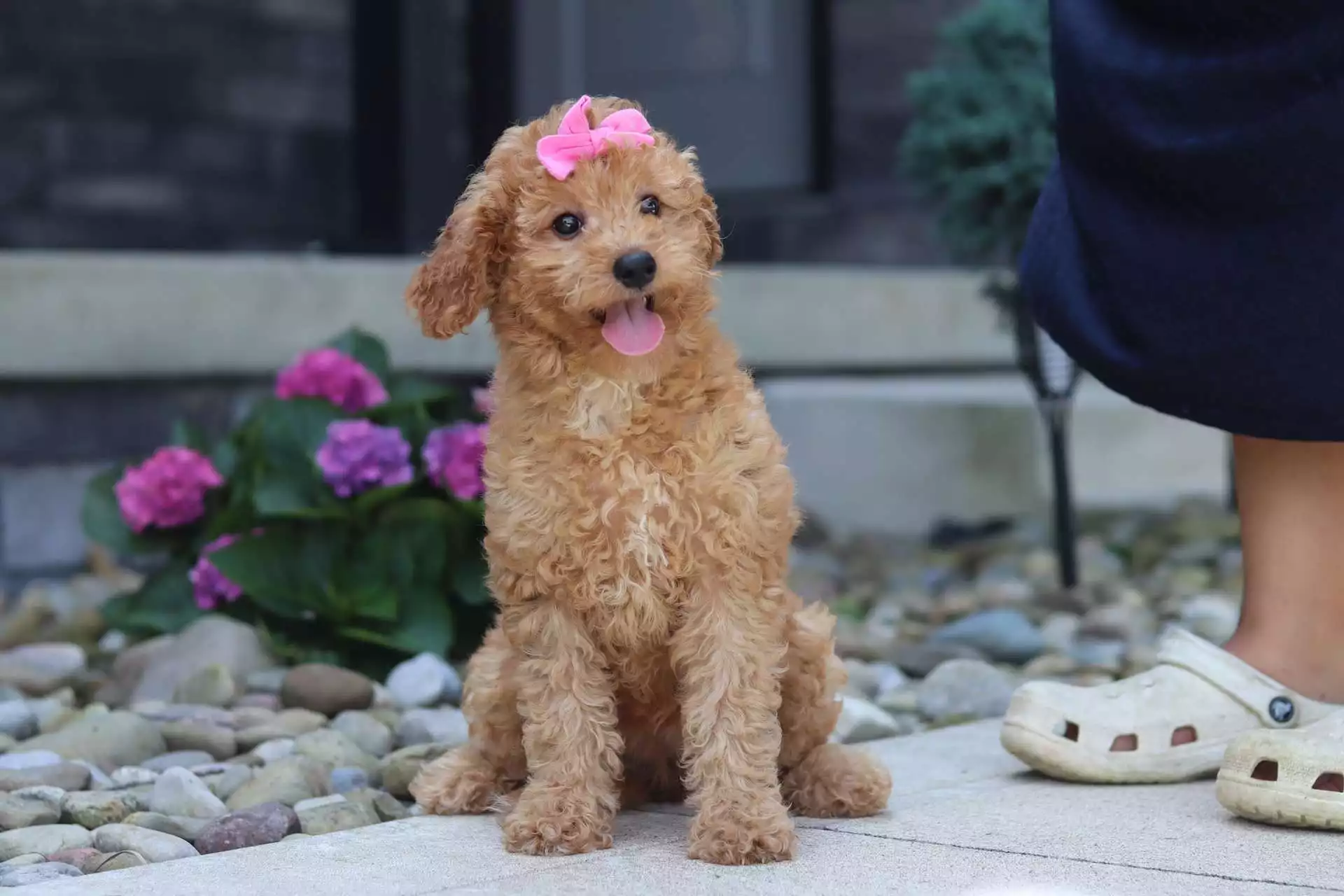 Puppy for Sale