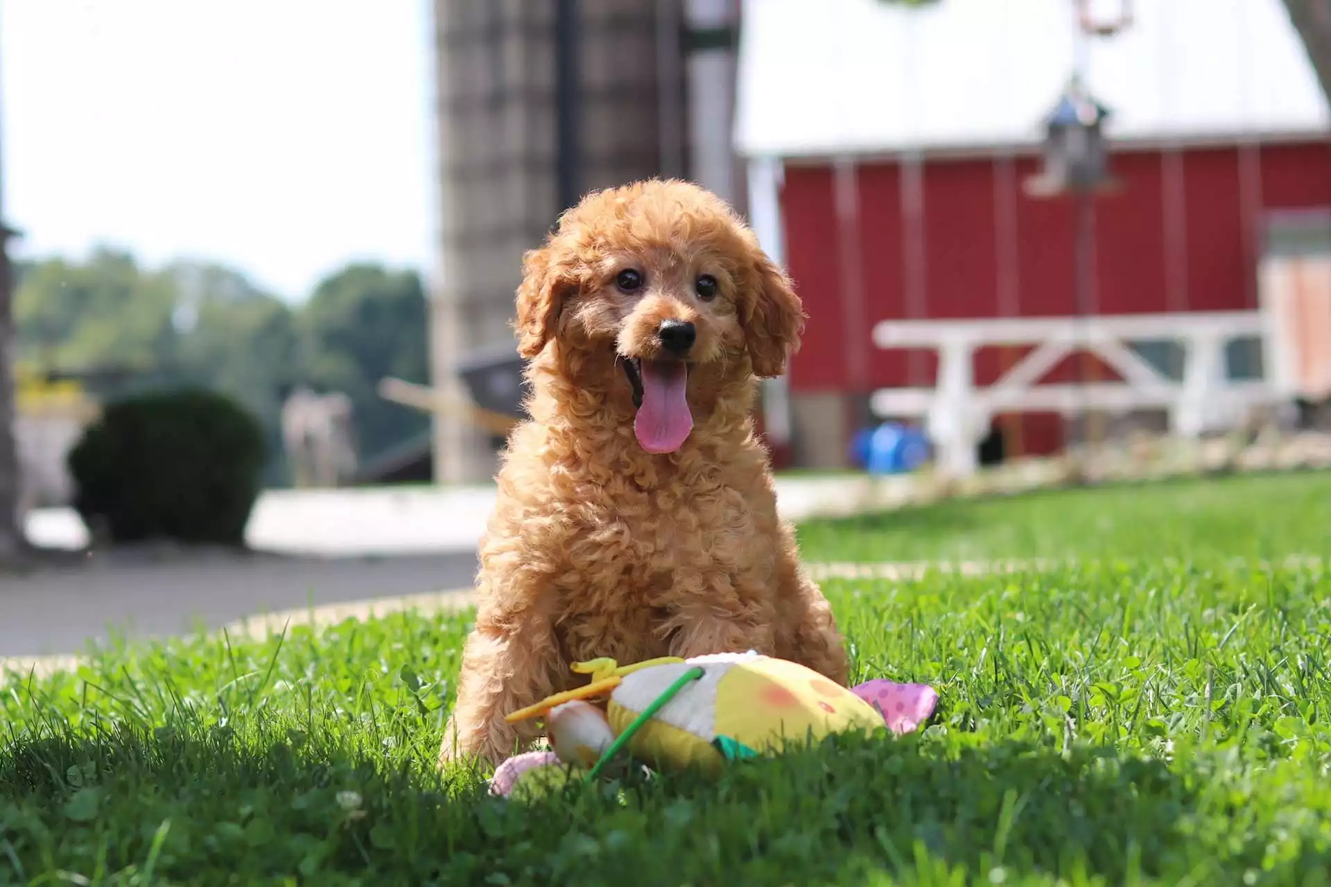 Puppy for Sale