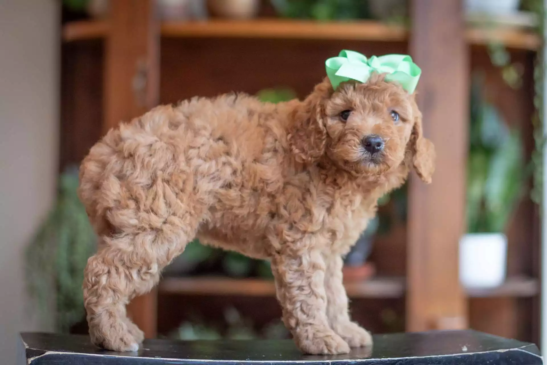Puppy Image