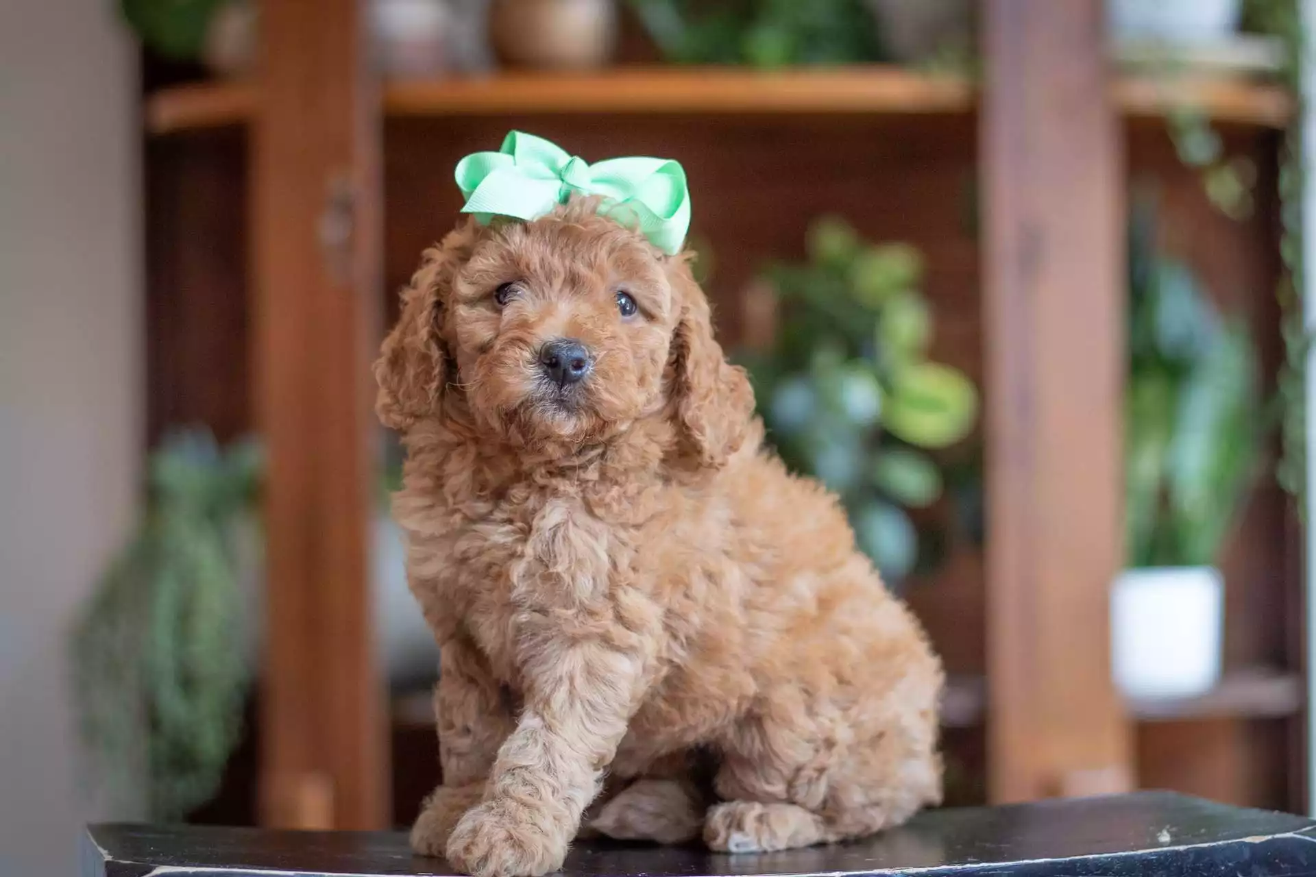 Puppy Image