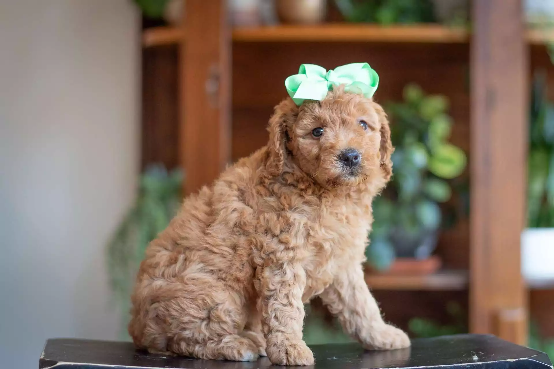 Puppy for Sale