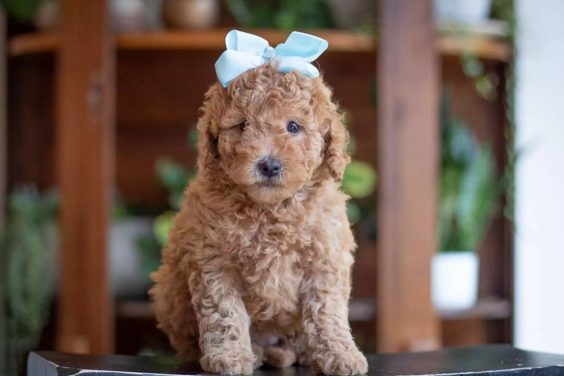 Puppy Image