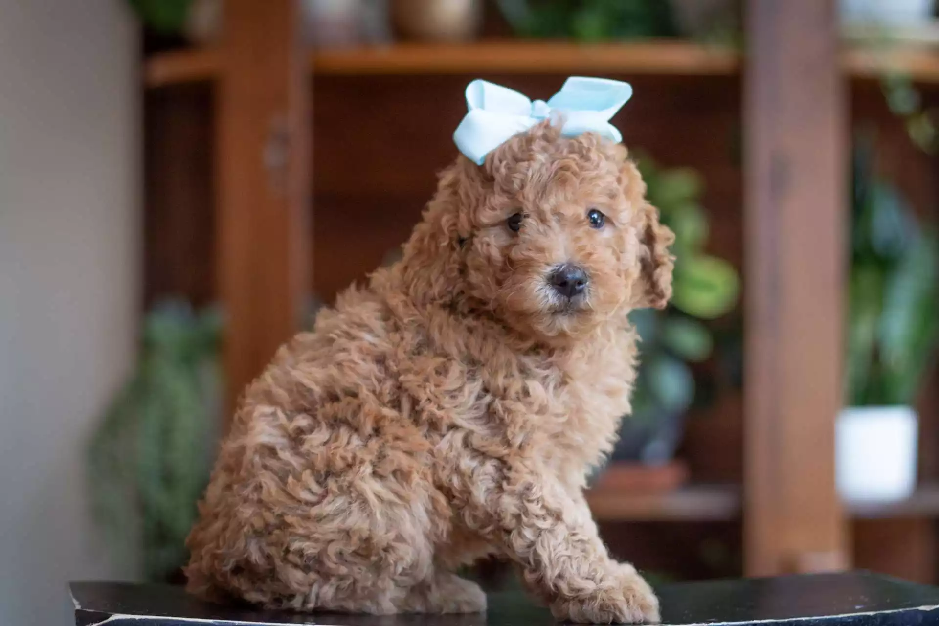 Puppy Image