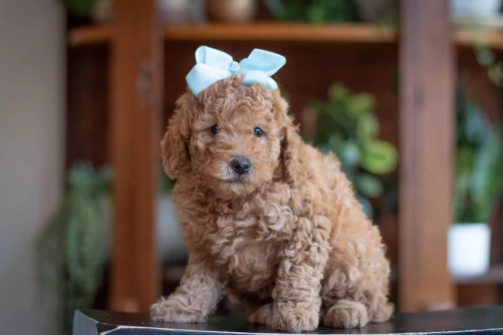 Puppy Image