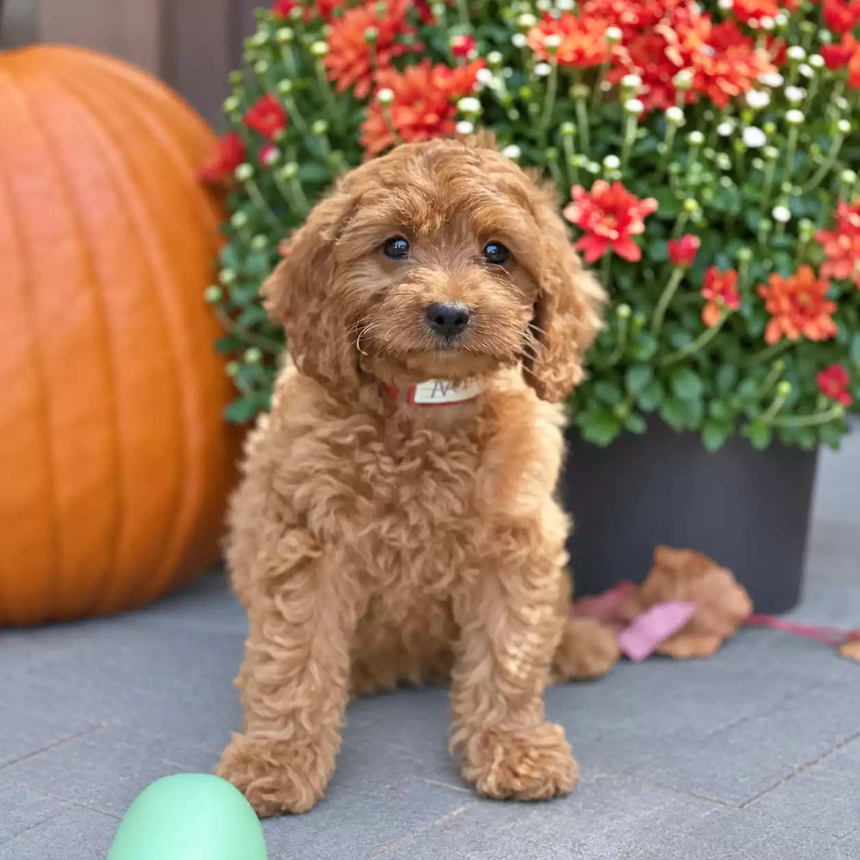 Puppy Image