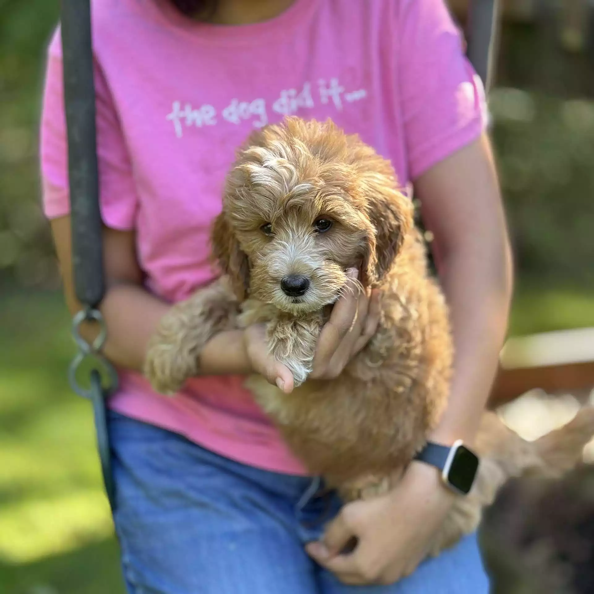 Puppy Image