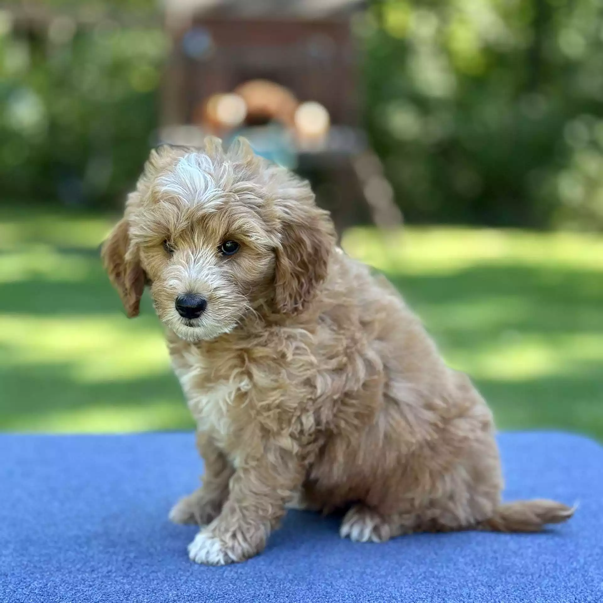 Puppy for Sale