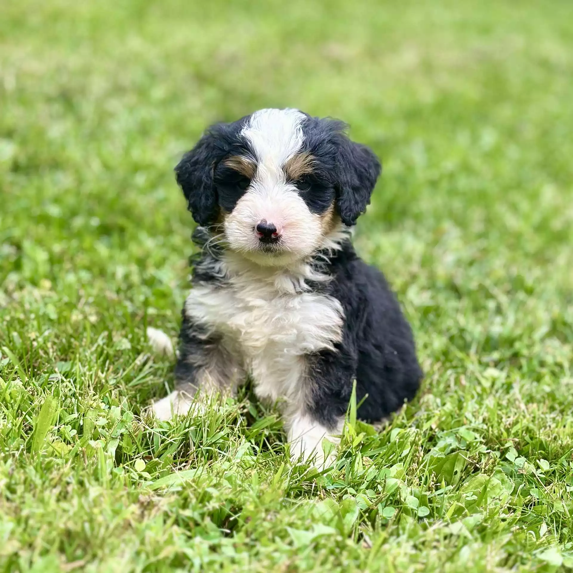 Puppy for Sale