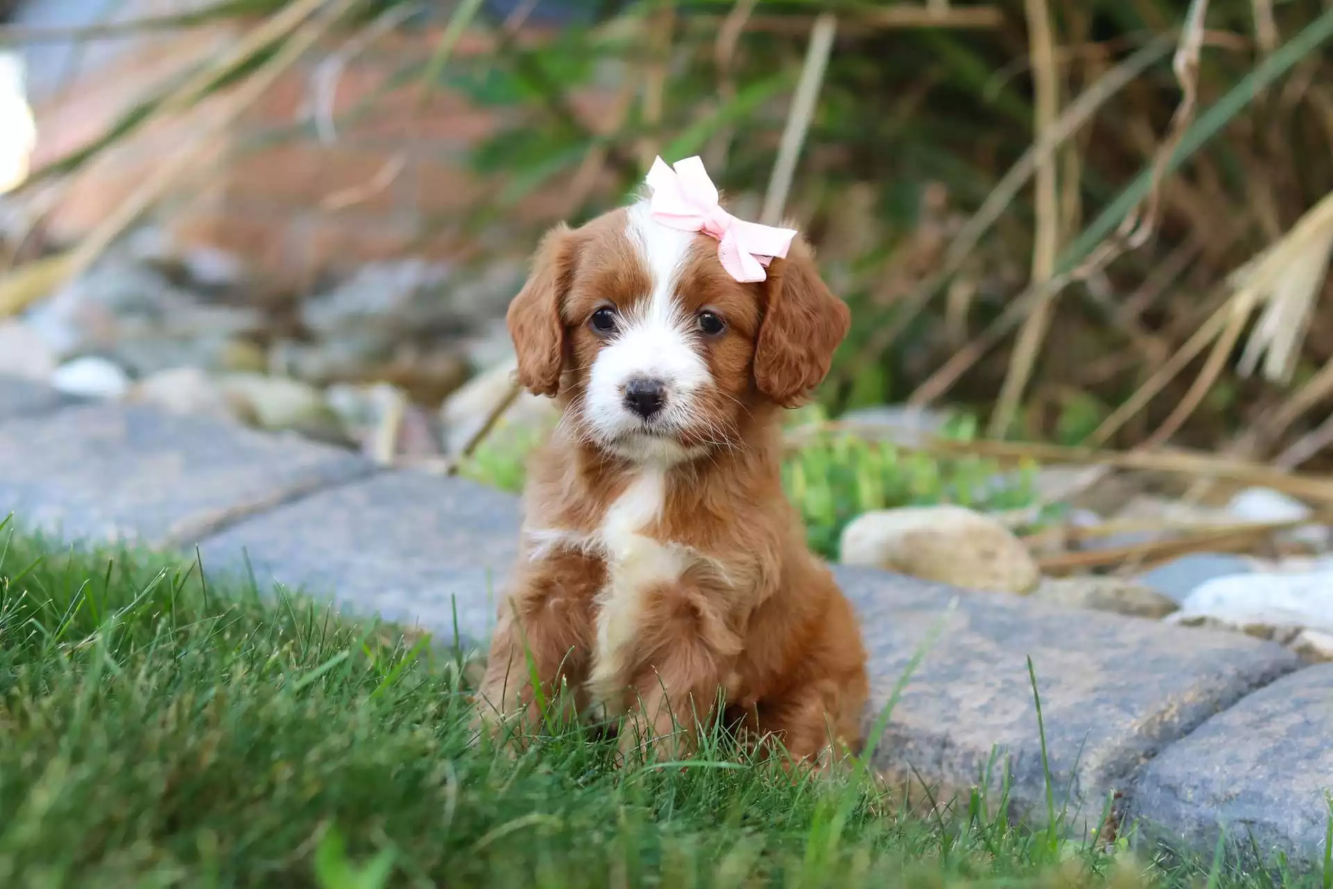 Puppy Image