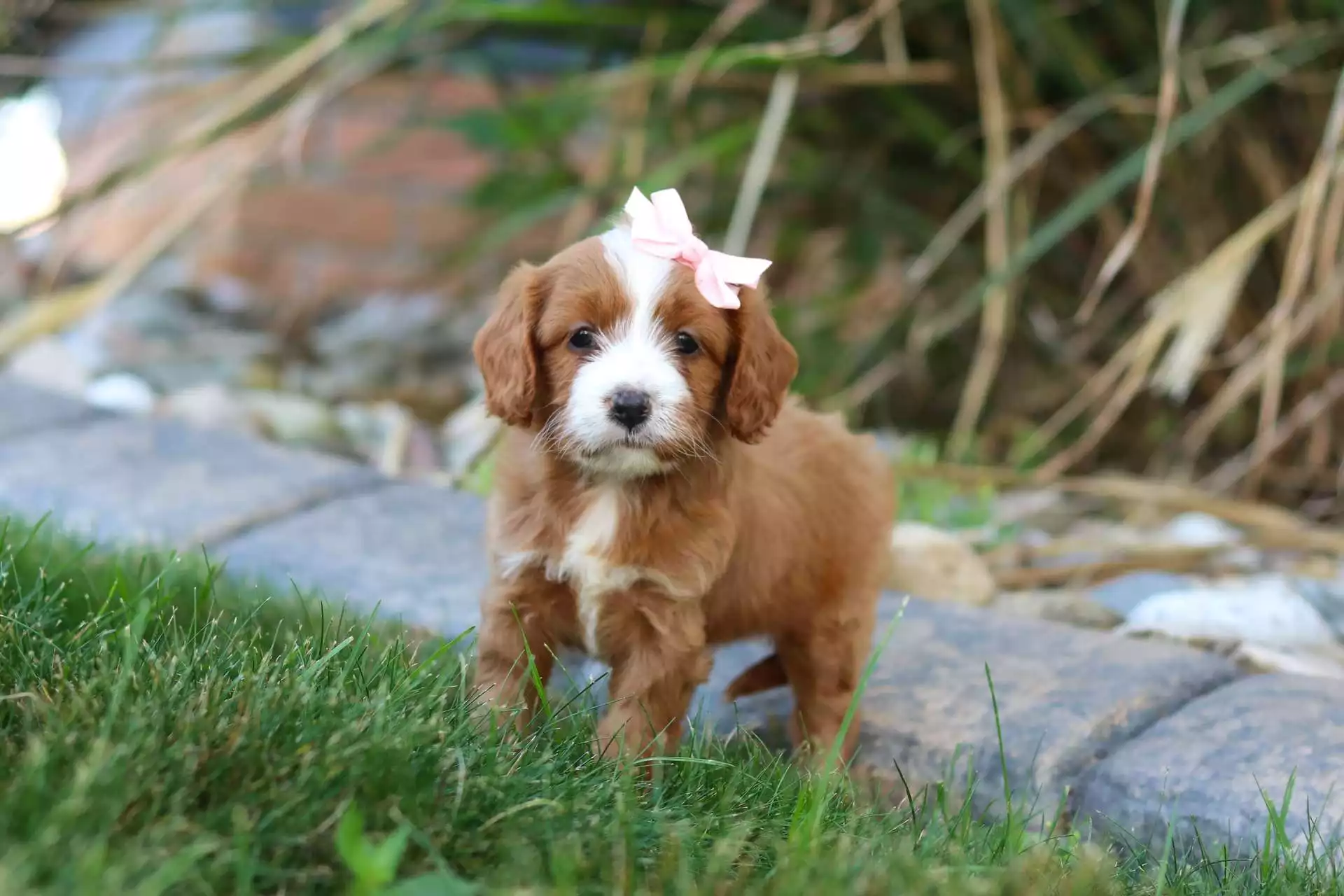 Puppy Image