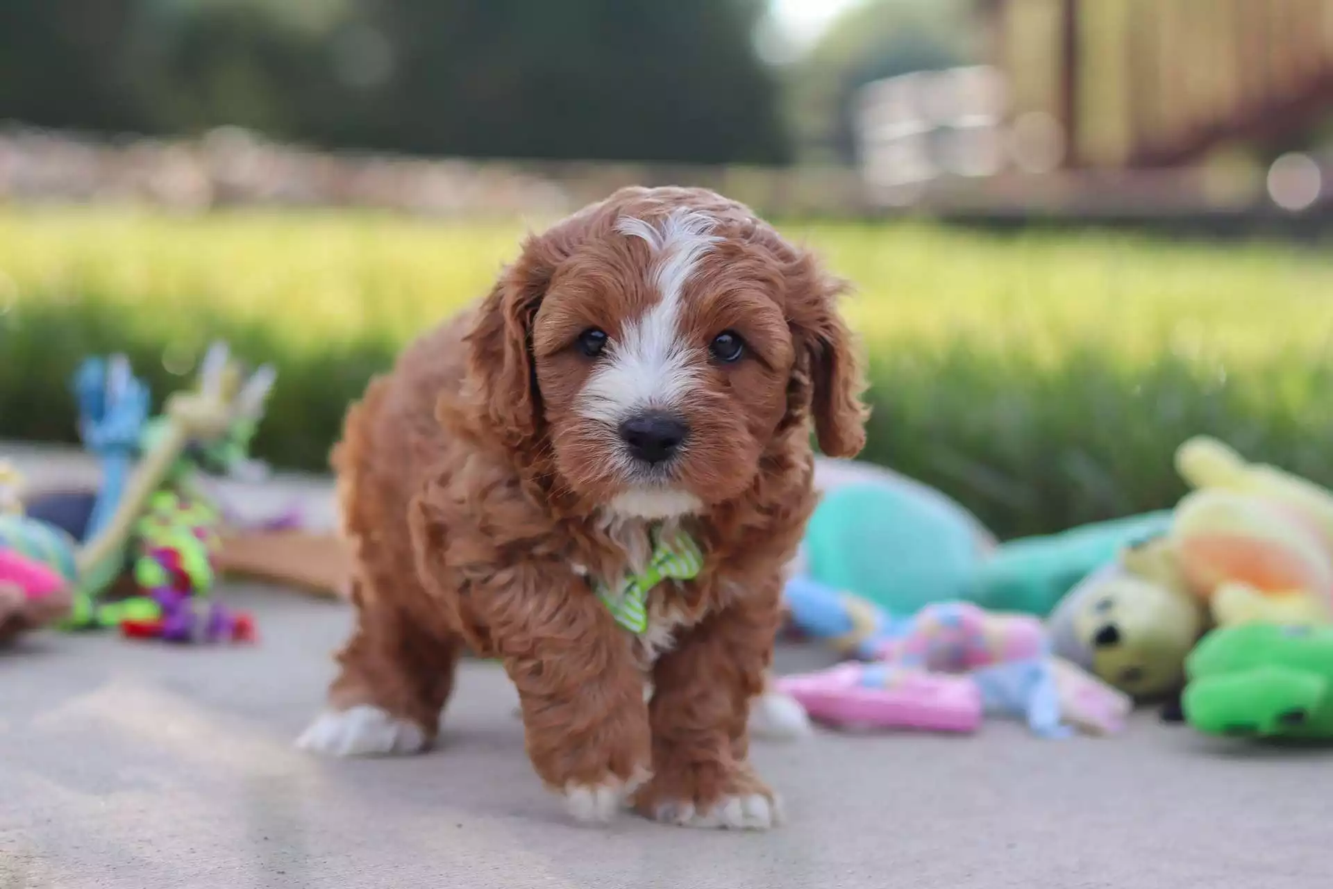 Puppy Image