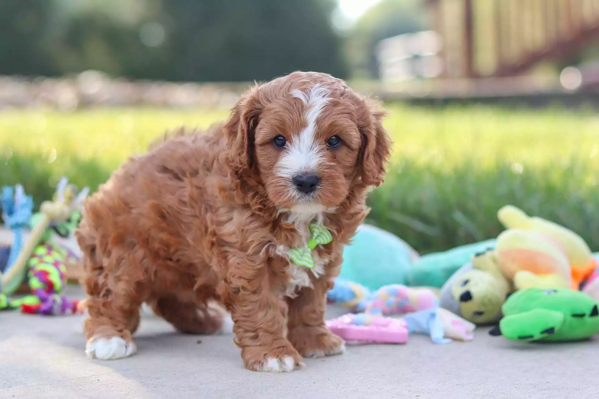 Puppy Image