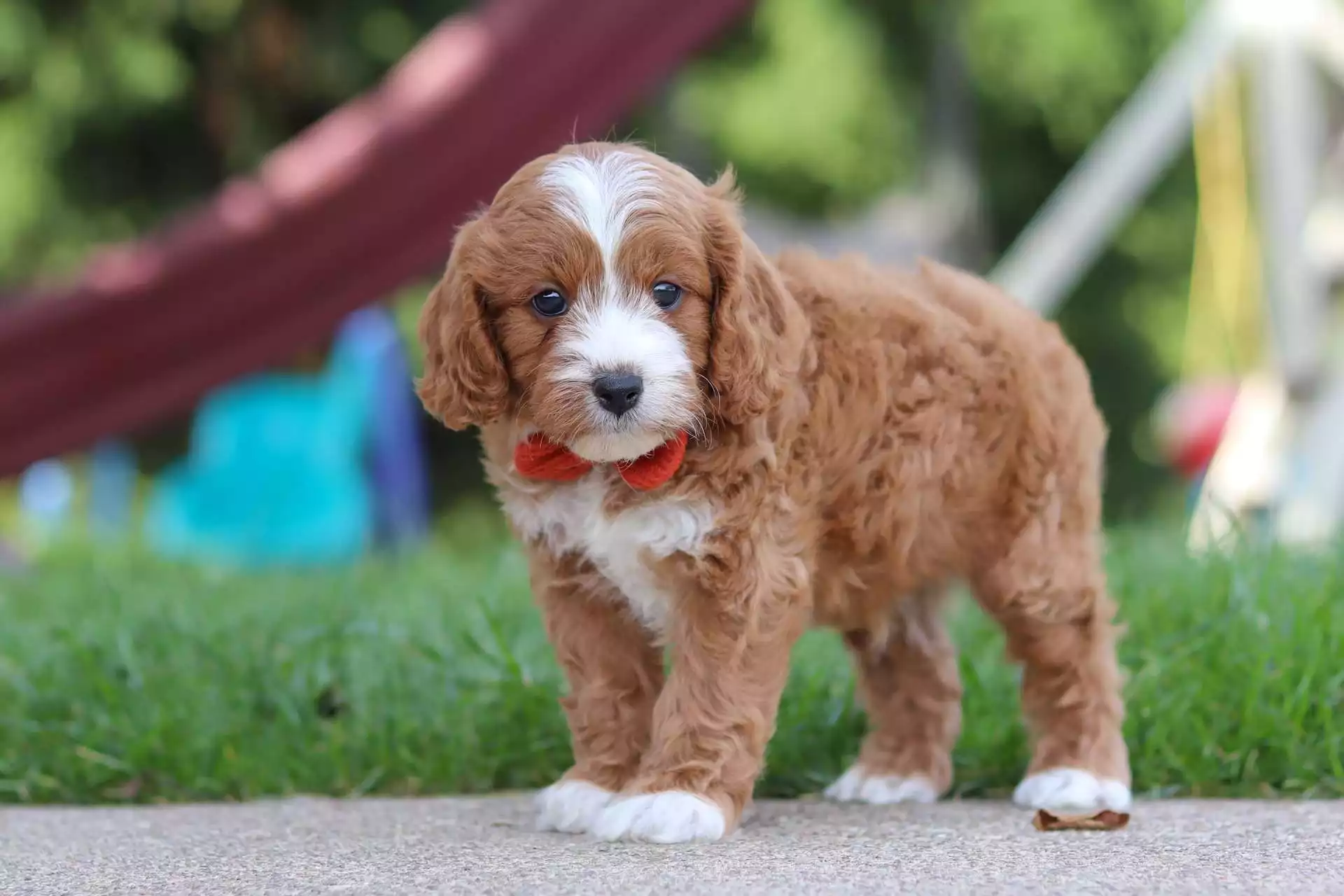 Puppy Image
