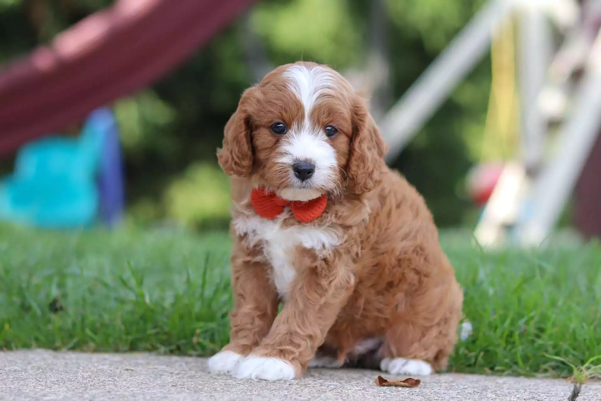 Puppy Image