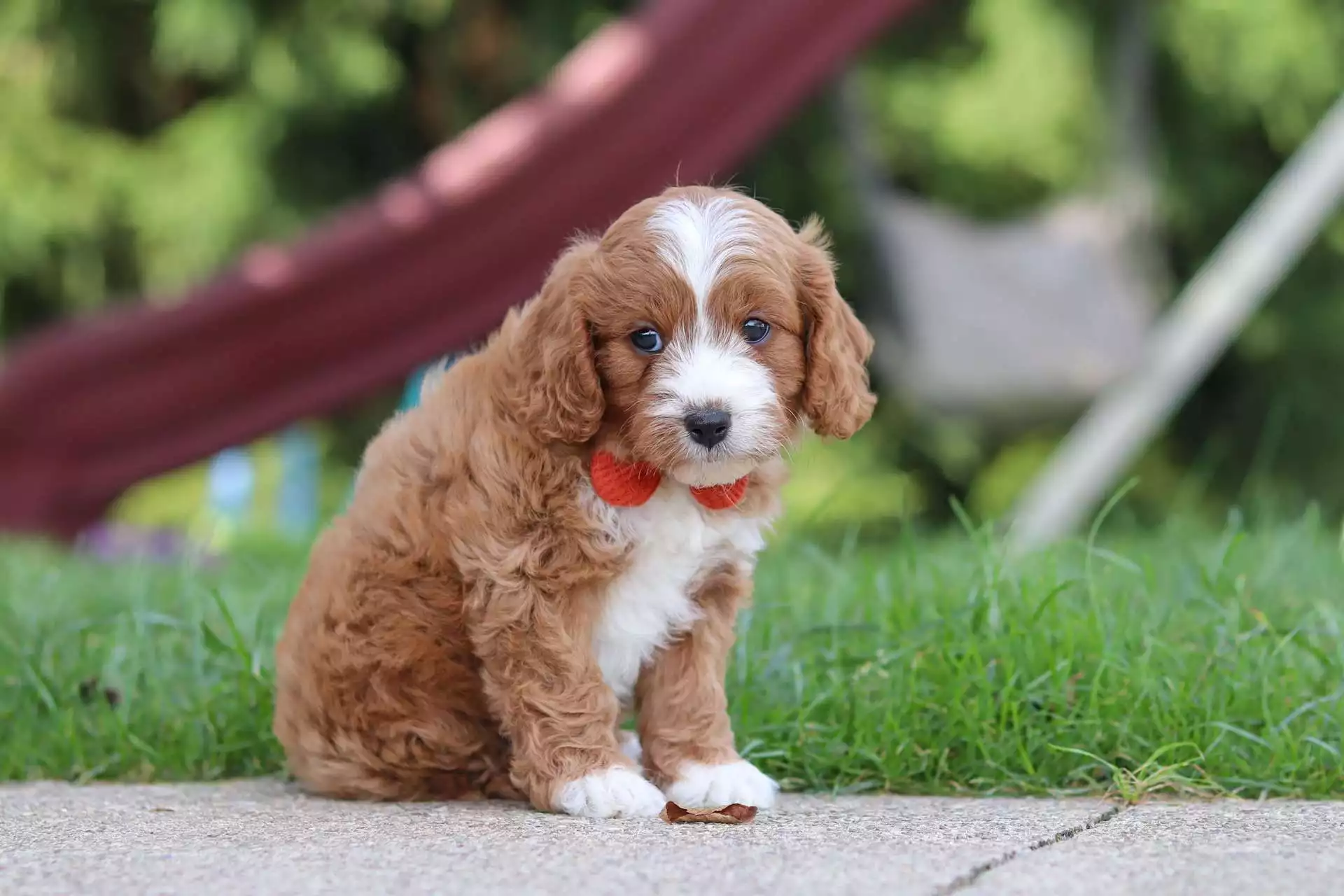 Puppy Image
