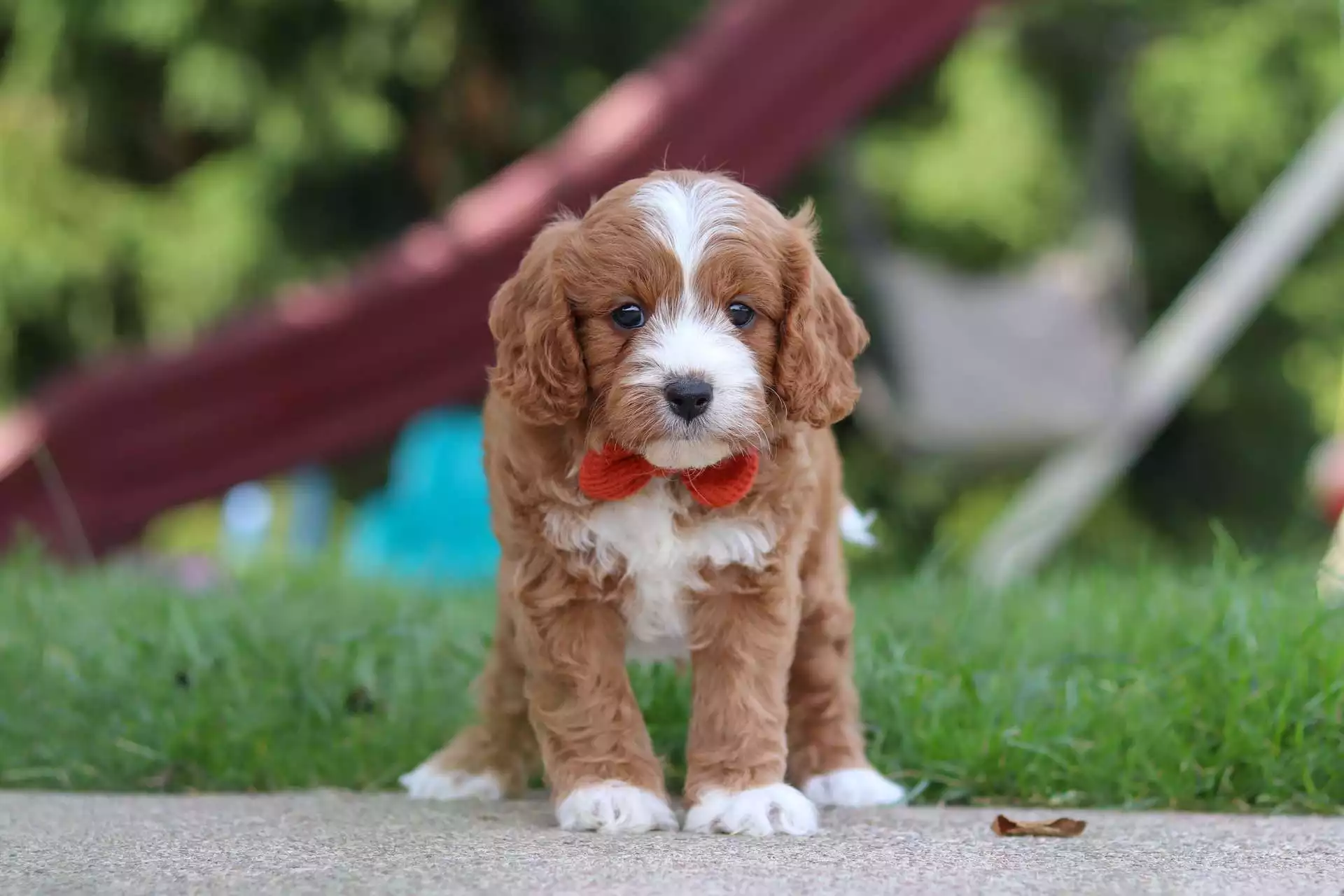 Puppy for Sale