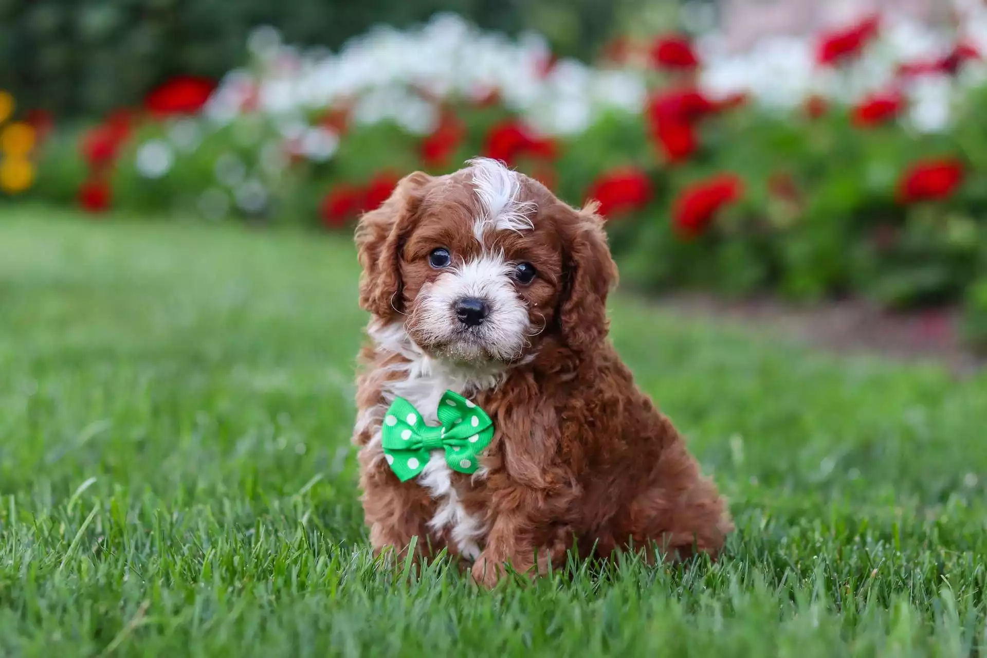 Puppy Image