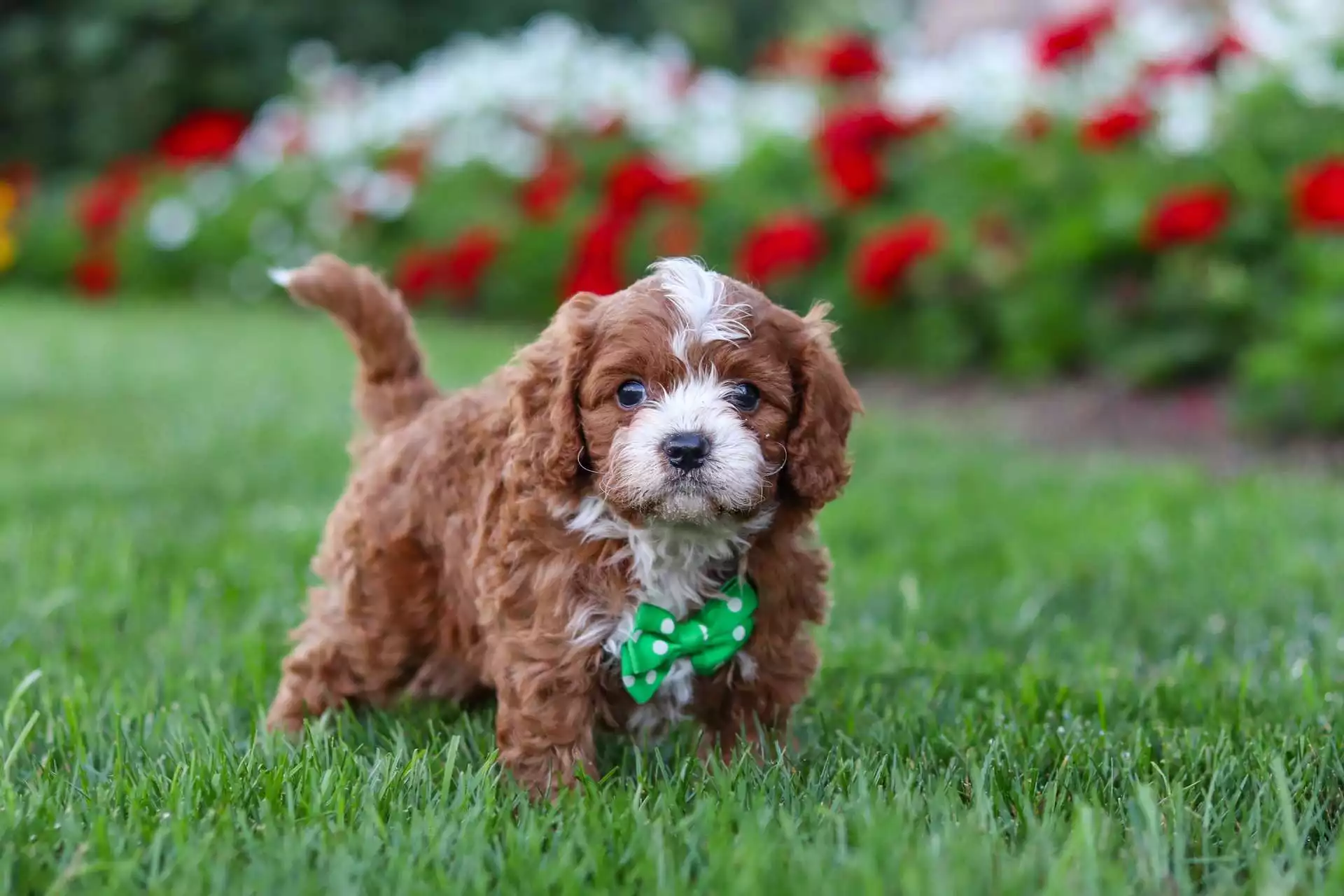 Puppy Image