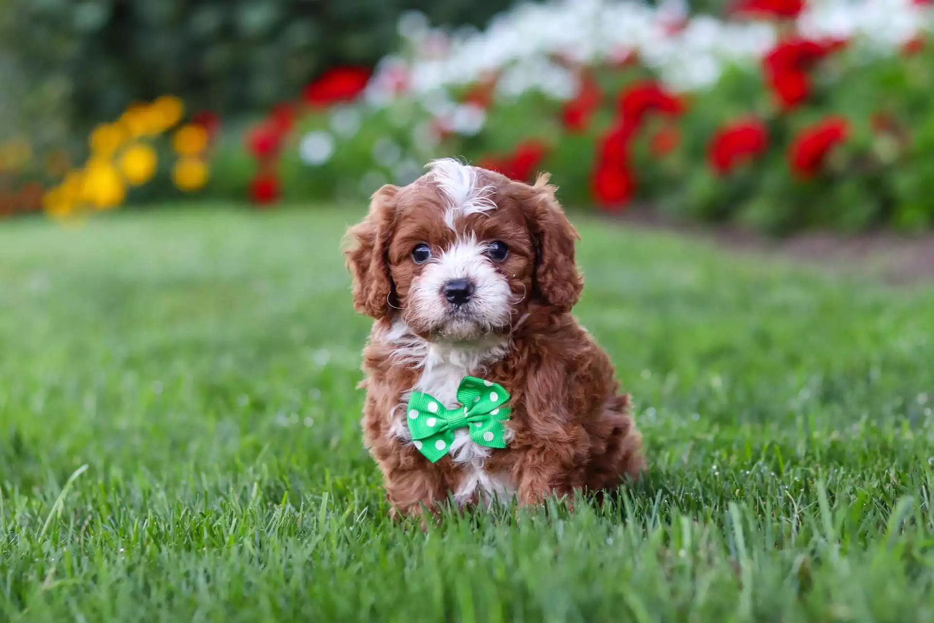 Puppy for Sale