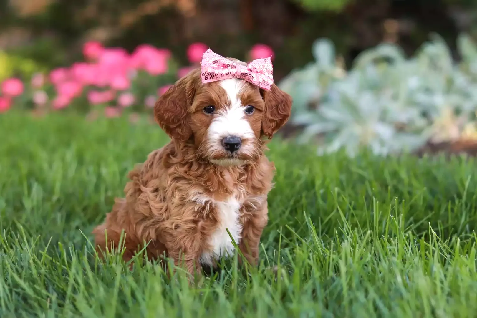 Puppy Image