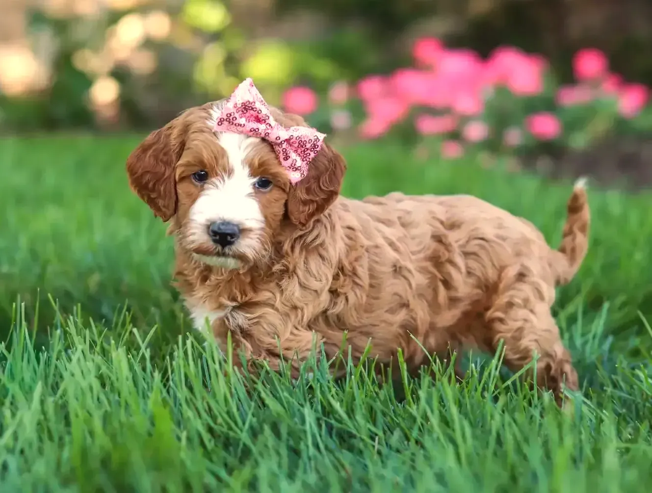 Puppy Image