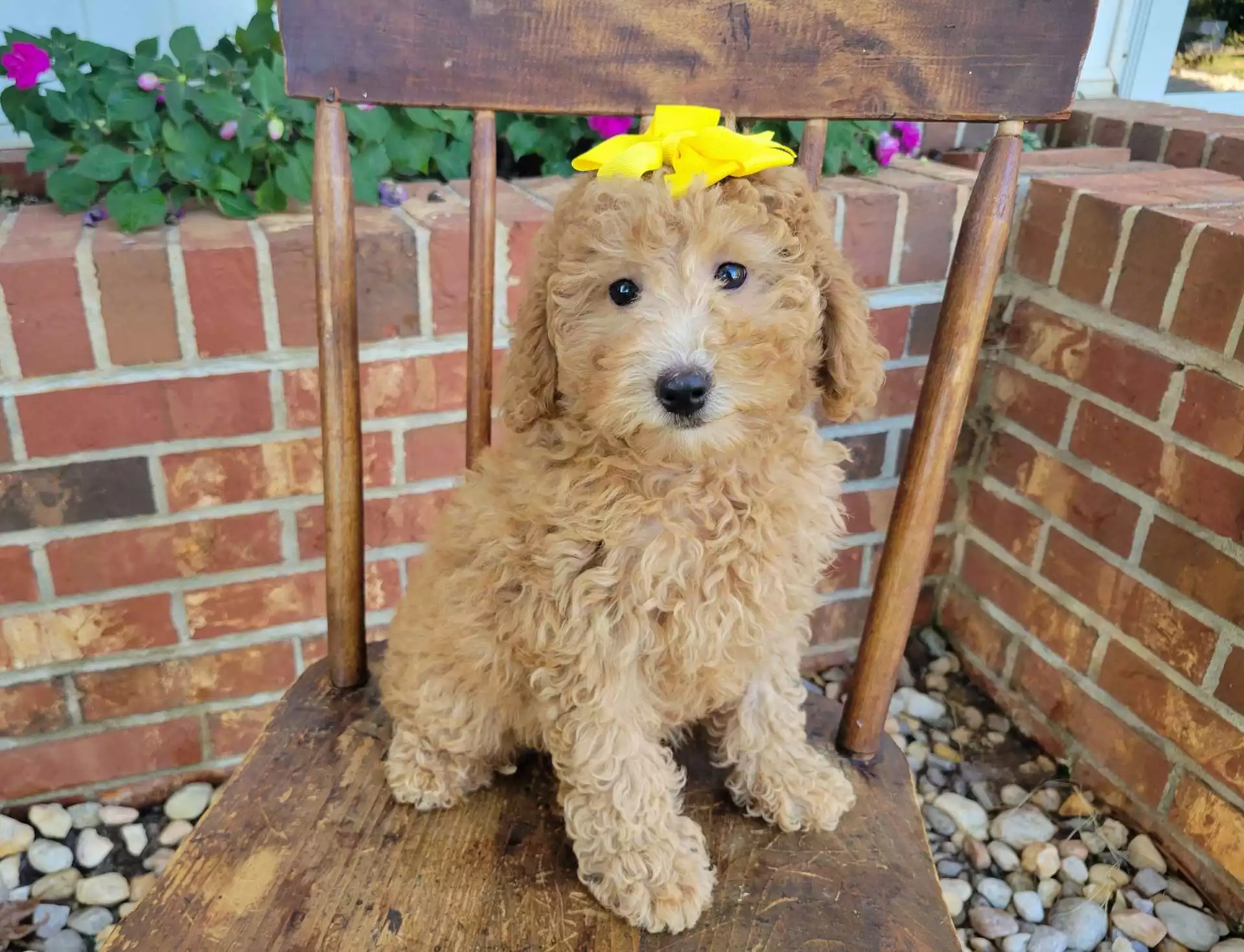 Puppy Image