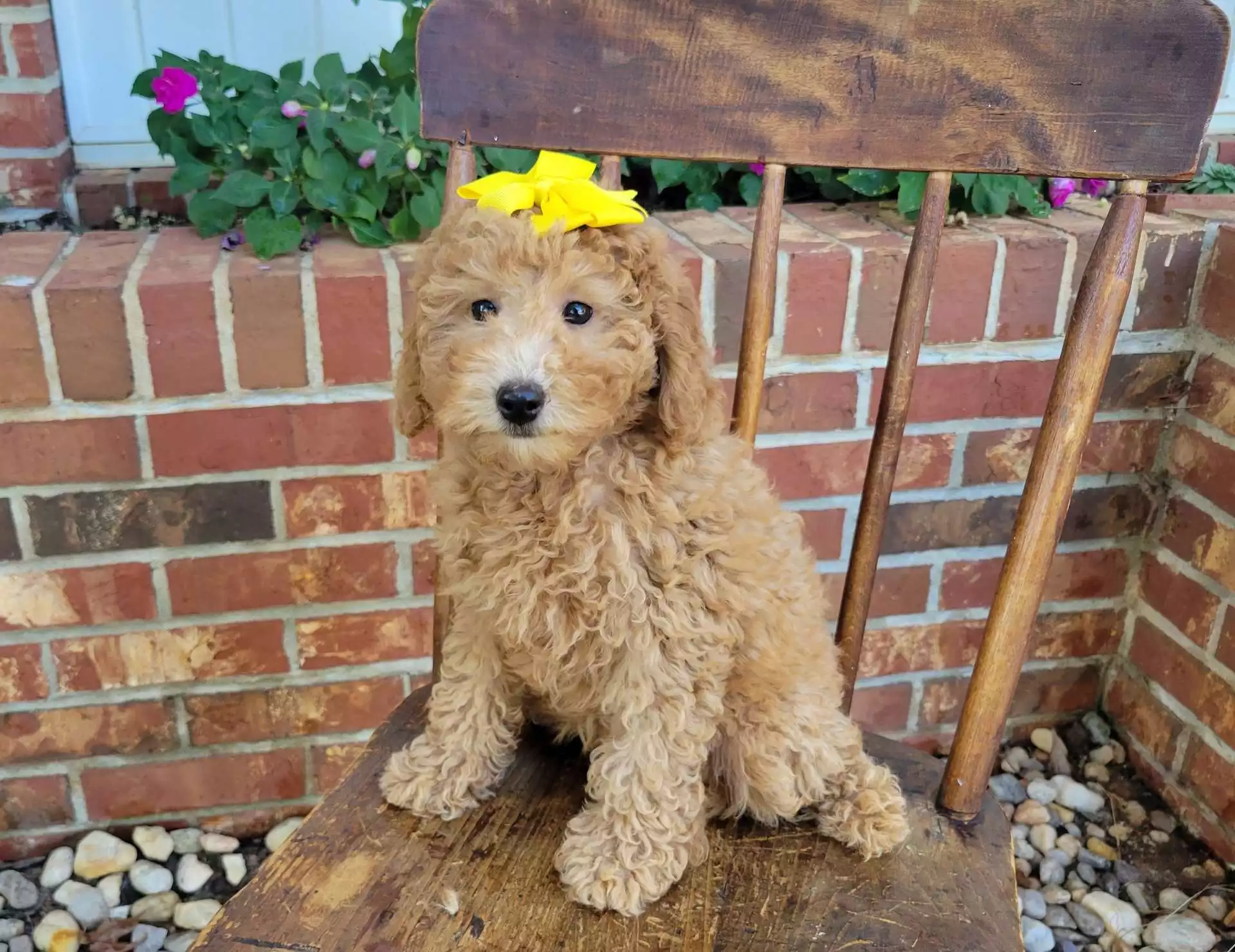 Puppy for Sale