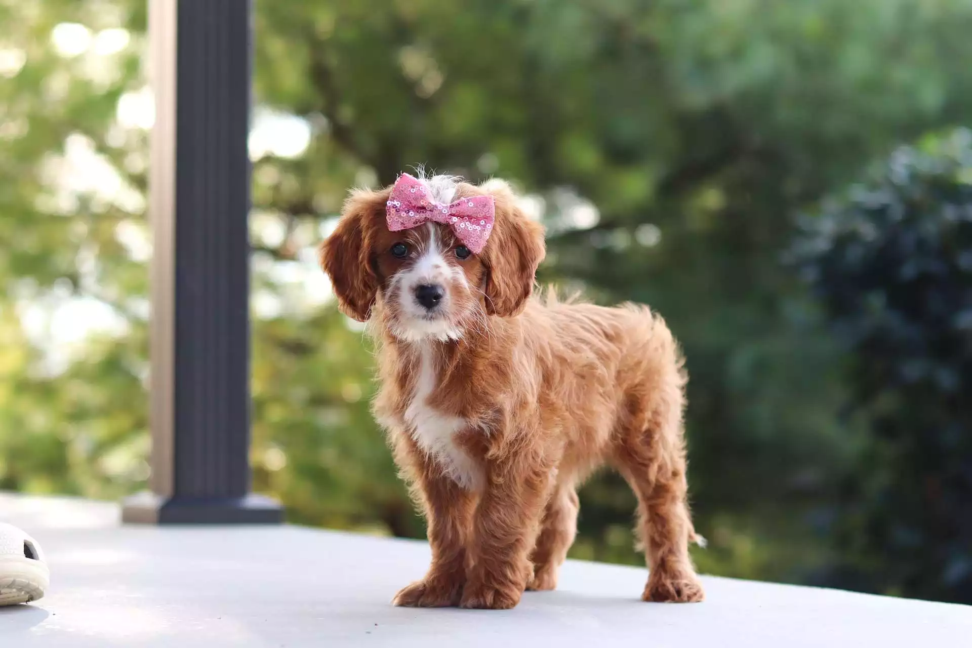Puppy Image