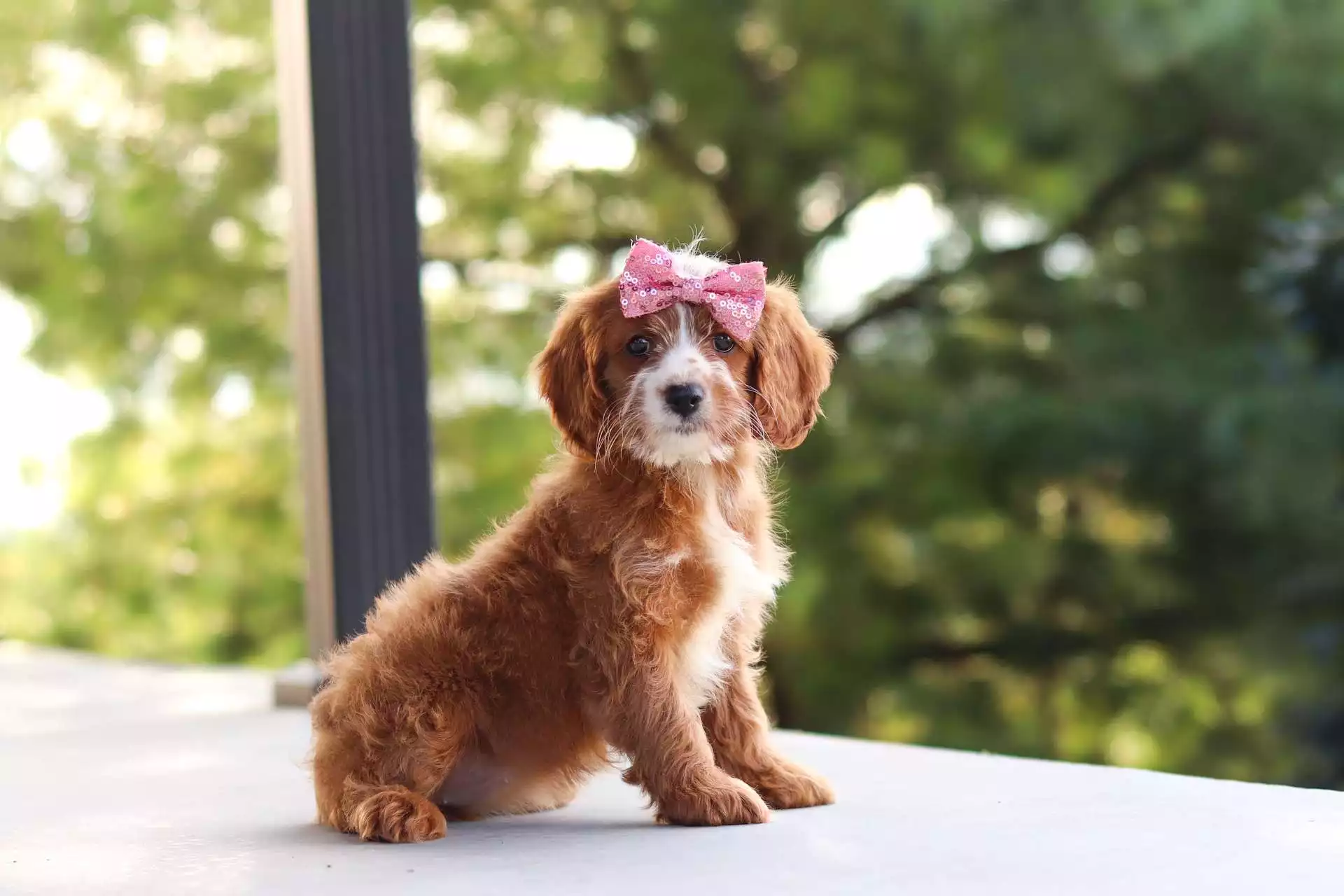 Puppy for Sale