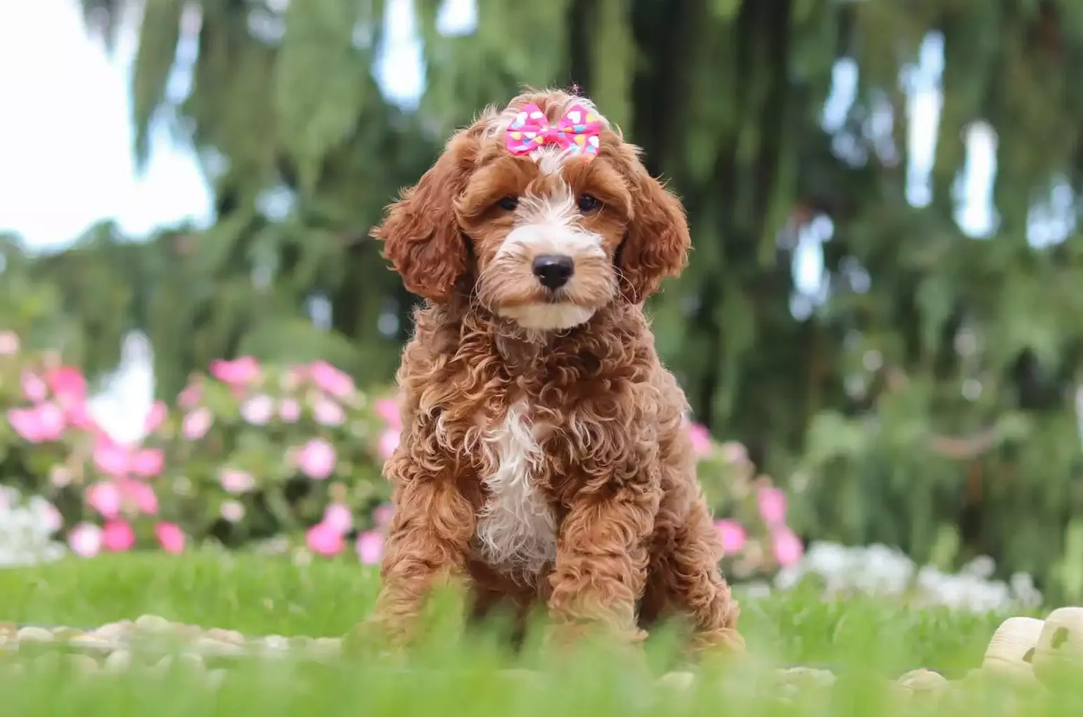 Puppy Image